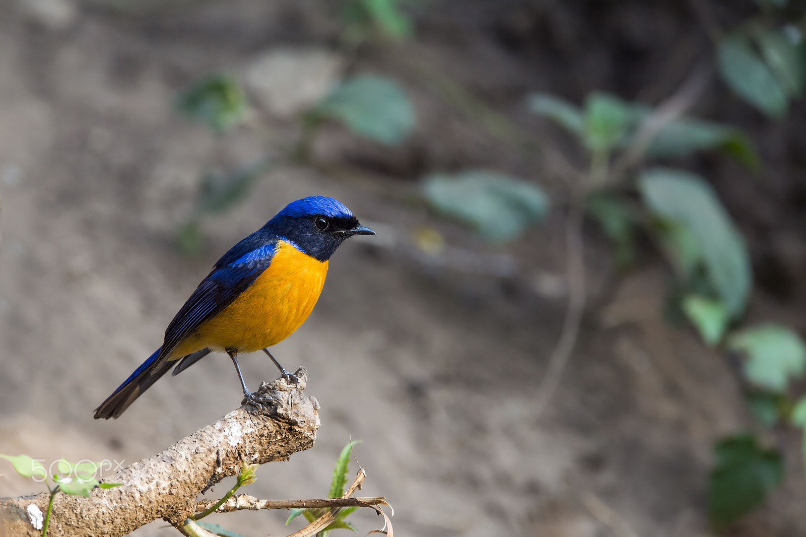 Nikon AF-S Nikkor 600mm F4E FL ED VR sample photo. Rufous-bellied niltava (m) photography