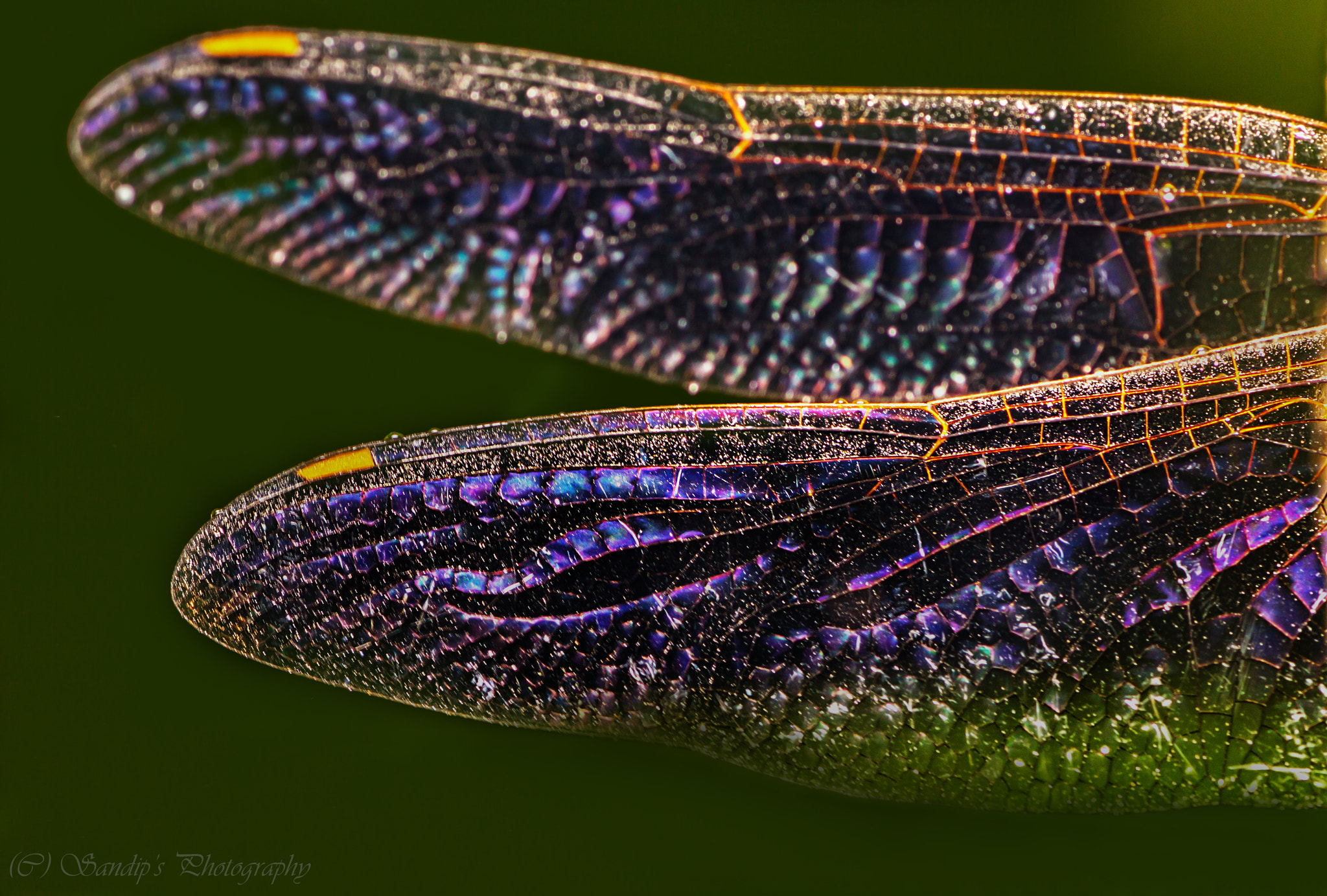 Canon EOS 600D (Rebel EOS T3i / EOS Kiss X5) + Tamron SP AF 90mm F2.8 Di Macro sample photo. Wings of dragonfly...... photography