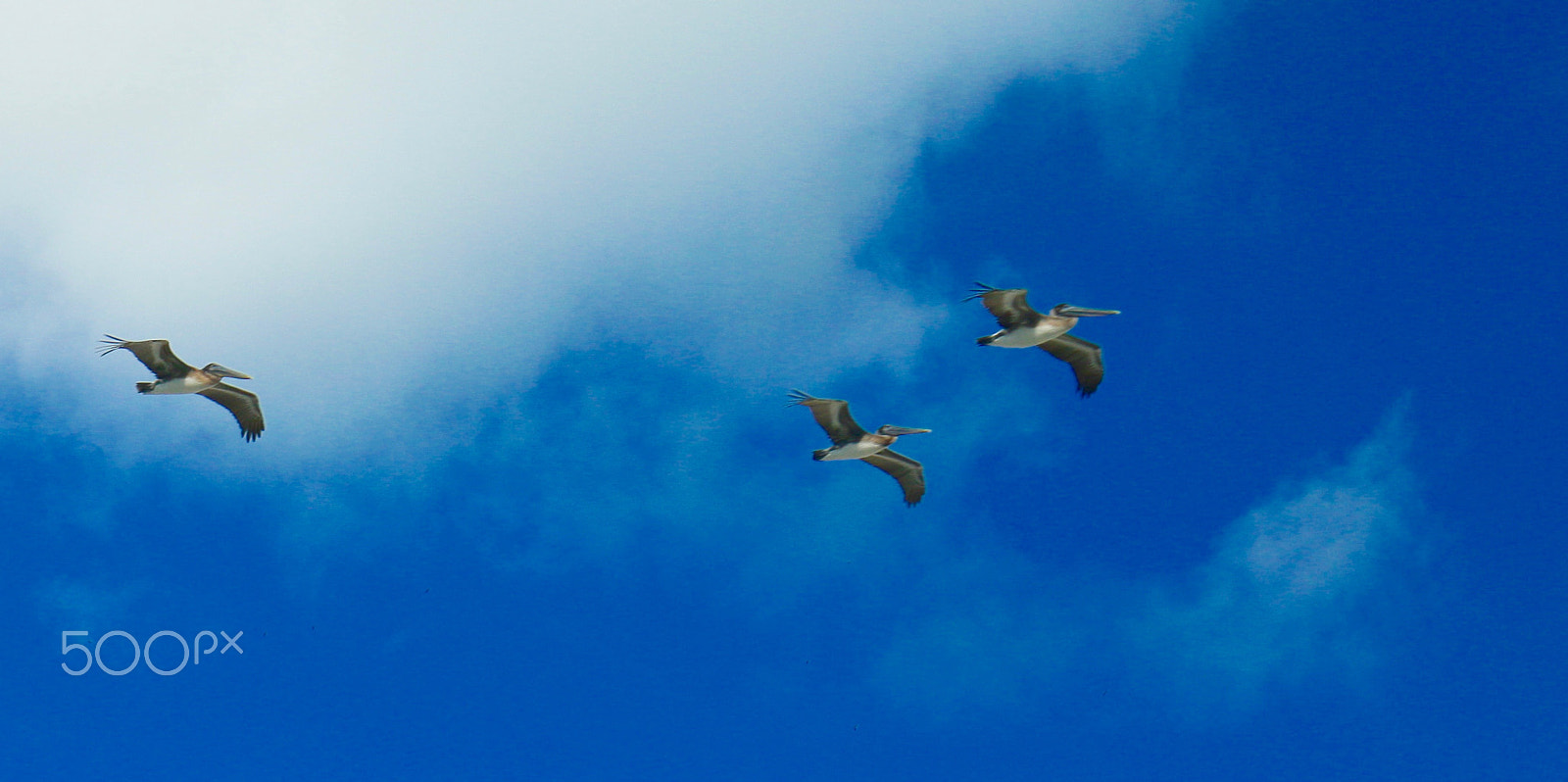 Canon EOS 70D + Canon EF 16-35mm F4L IS USM sample photo. Bird following birds.jpg photography