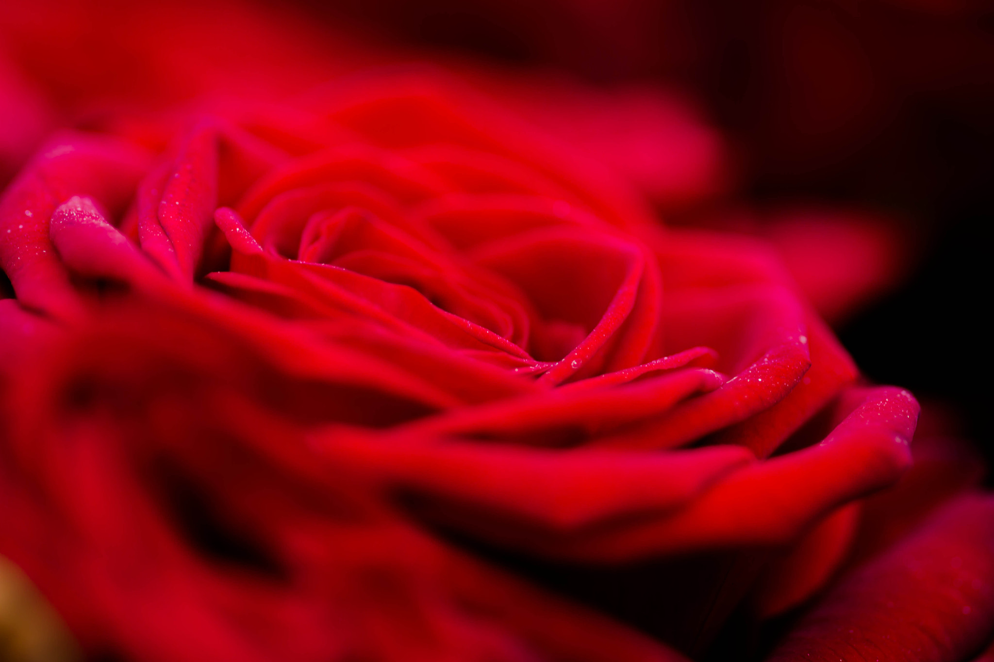 Canon EOS 60D + Sigma 105mm F2.8 EX DG Macro sample photo. Red rose photography