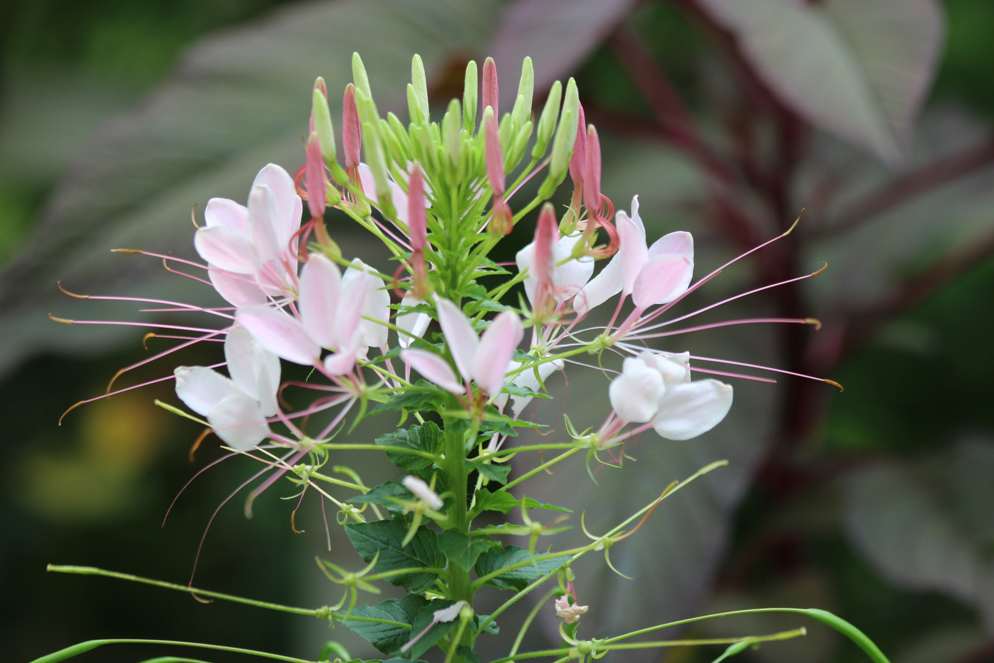 Canon EF 70-300mm F4-5.6 IS USM sample photo