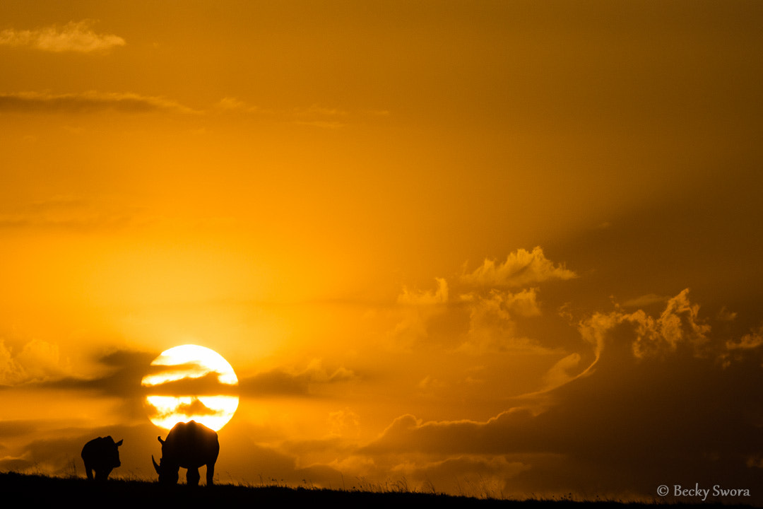 Sony 70-300mm F4.5-5.6 G SSM sample photo. Cherish sunsets, wild creatures and wild places... photography