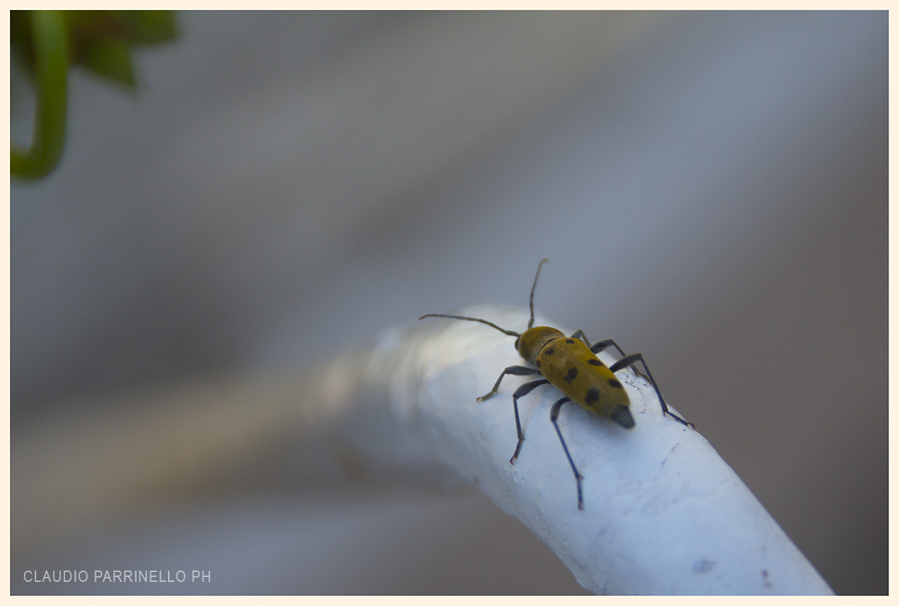 Sigma 18-200mm f/3.5-6.3 DC OS sample photo. Little insect photography