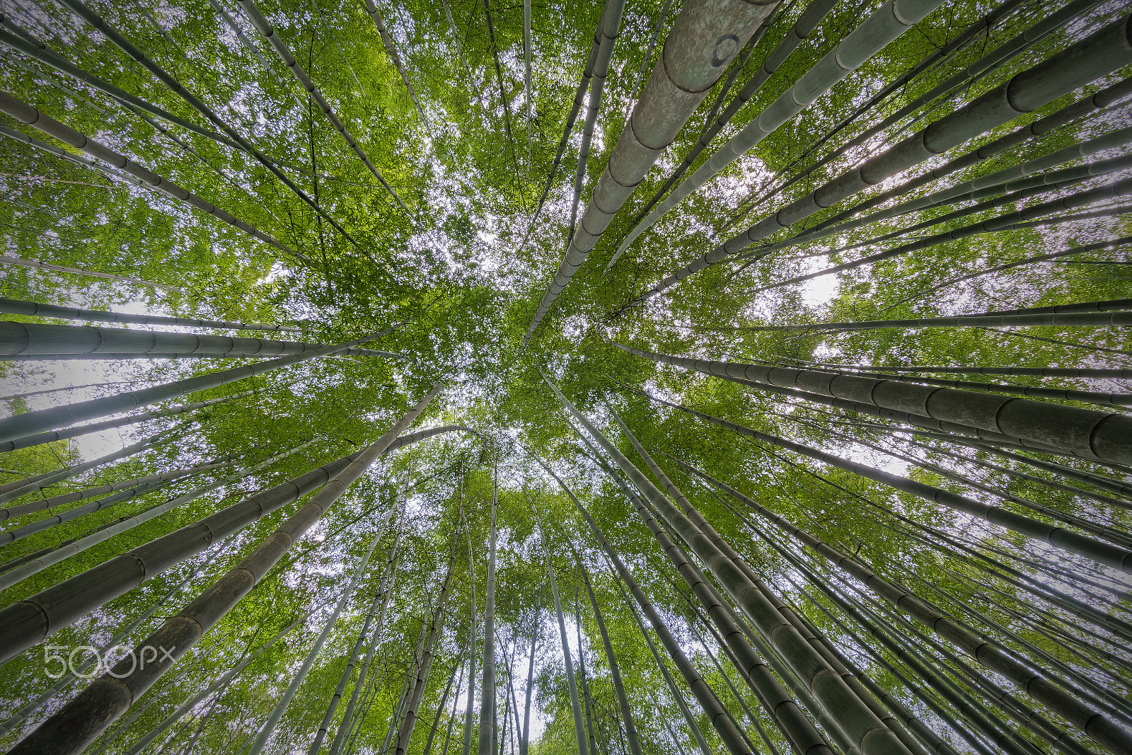 Sony a7R II + Sony E 10-18mm F4 OSS sample photo. Reaching for the sky photography