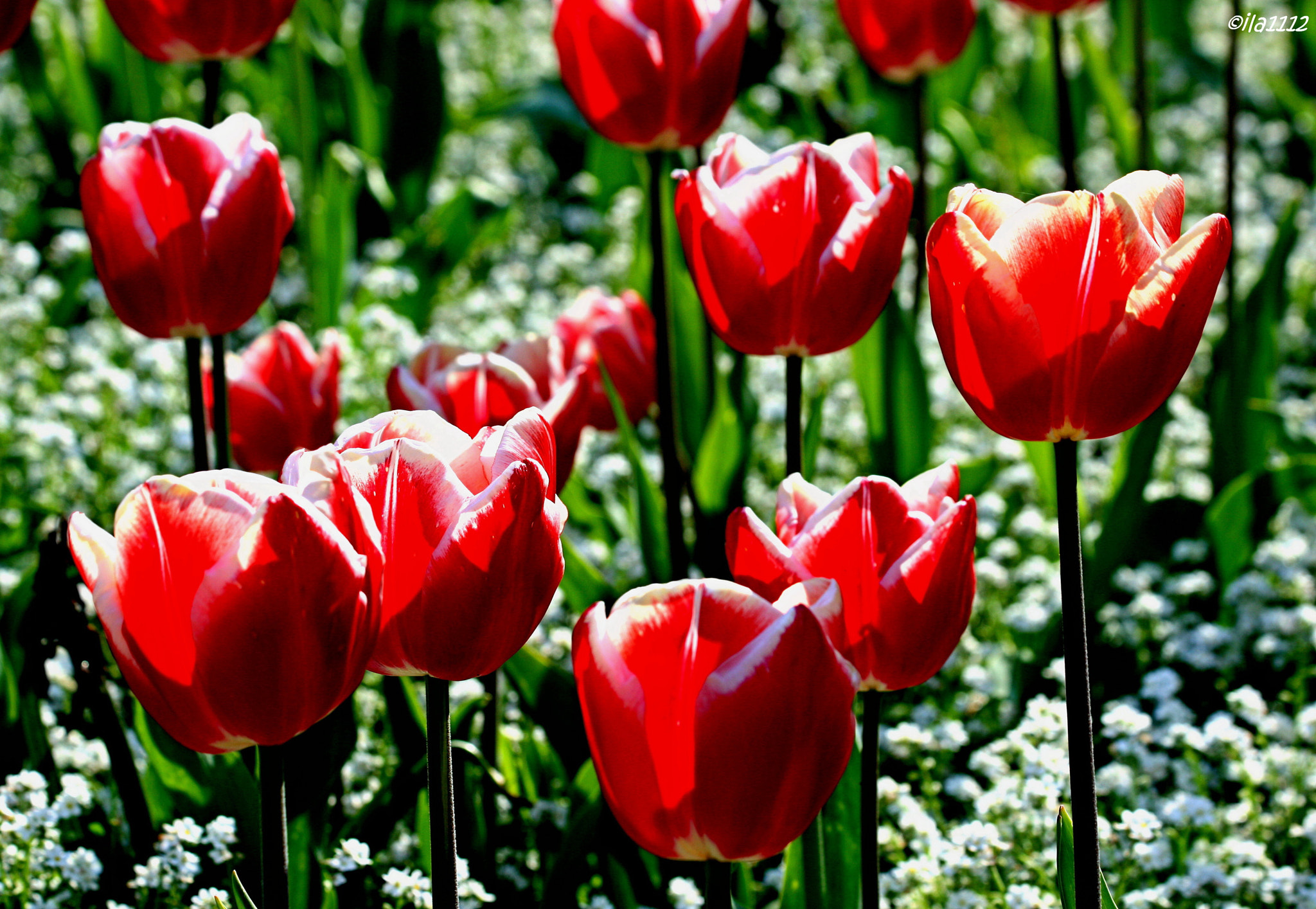 Canon EF 70-300mm F4-5.6 IS USM sample photo. Rot weiße tulpen photography