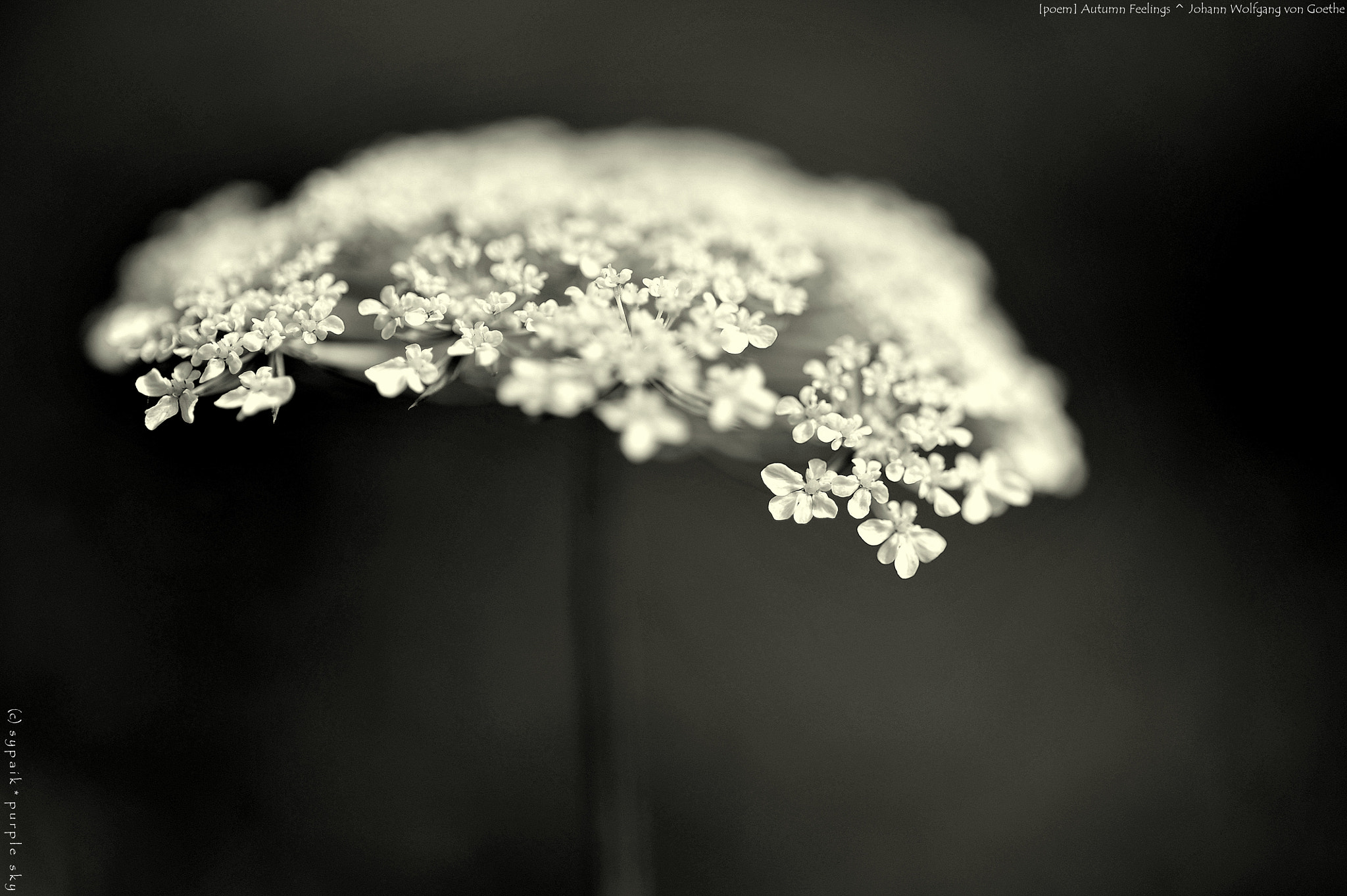 Nikon AF-S Micro-Nikkor 60mm F2.8G ED sample photo. Autumn feelings photography