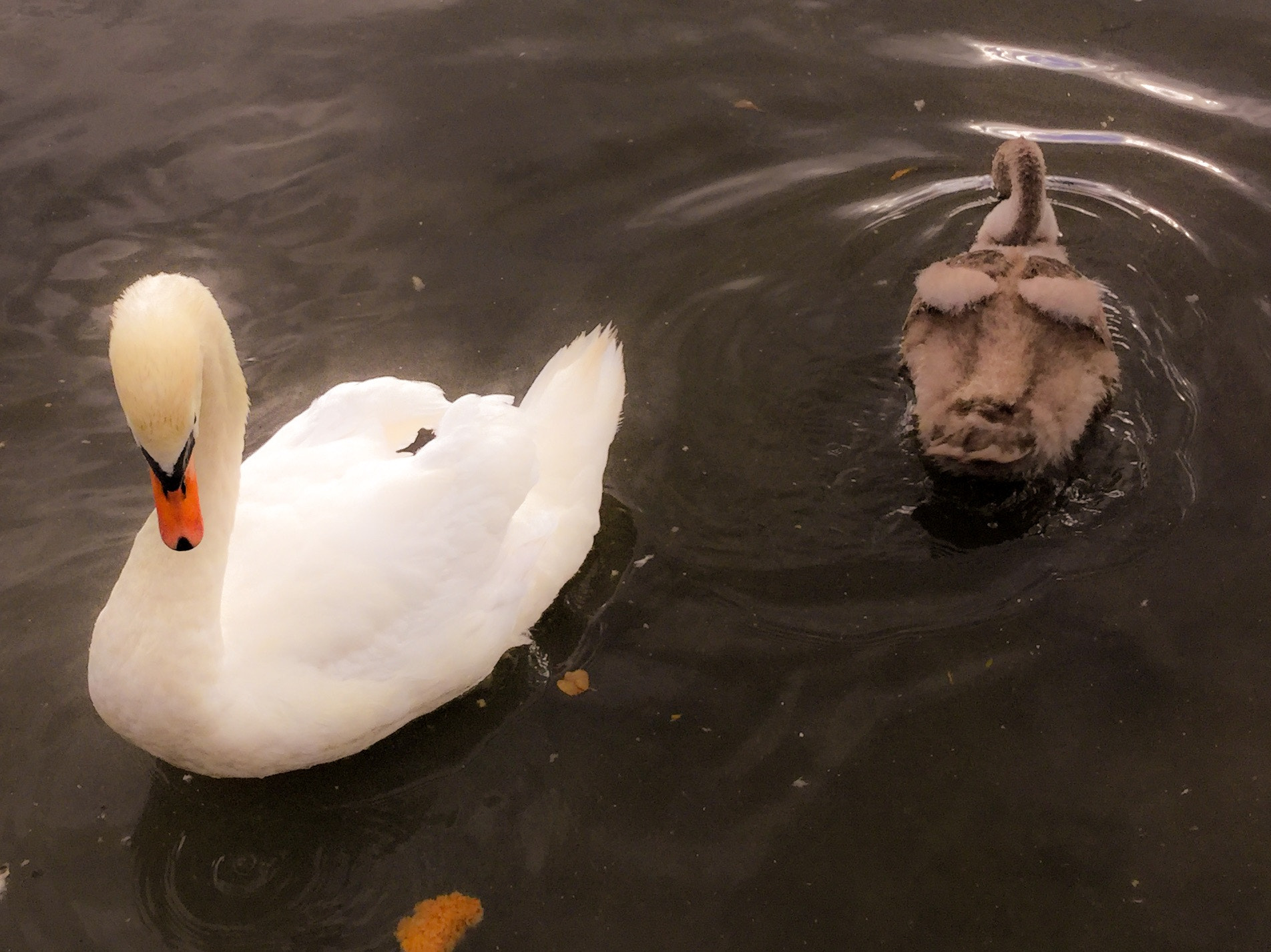 iPad Air 2 back camera 3.3mm f/2.4 sample photo. 'mamas watching' photography