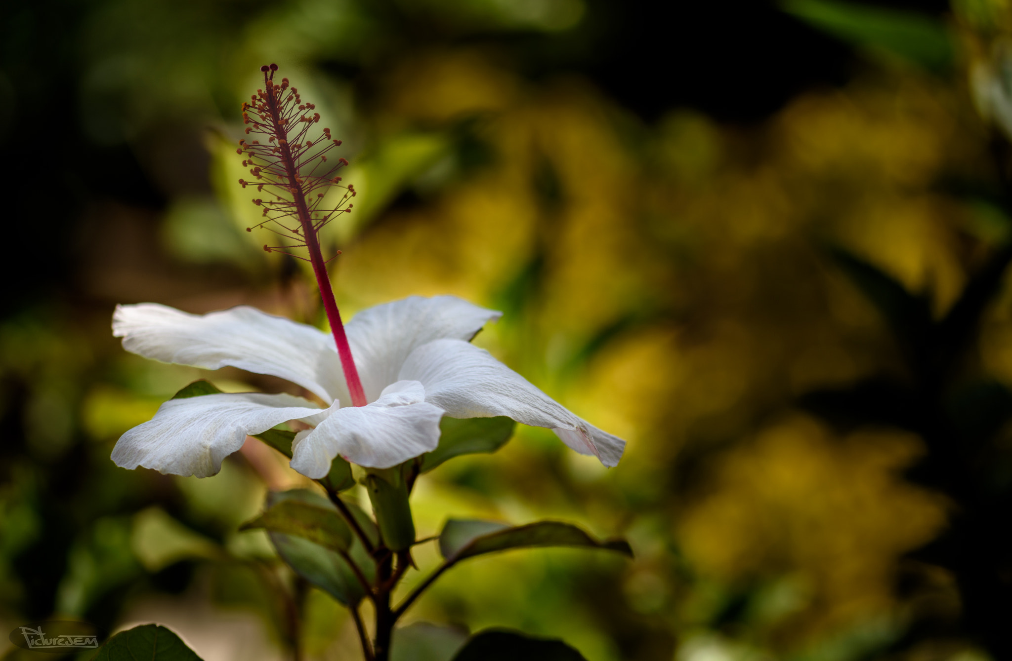 Sigma 105mm F2.8 EX DG OS HSM sample photo. _dsc0085-2.jpg photography