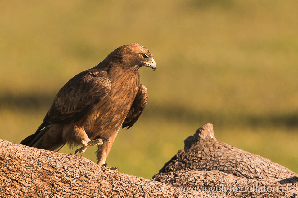 Canon EOS 7D Mark II + Canon EF 200-400mm F4L IS USM Extender 1.4x sample photo. Aigle botté femelle photography