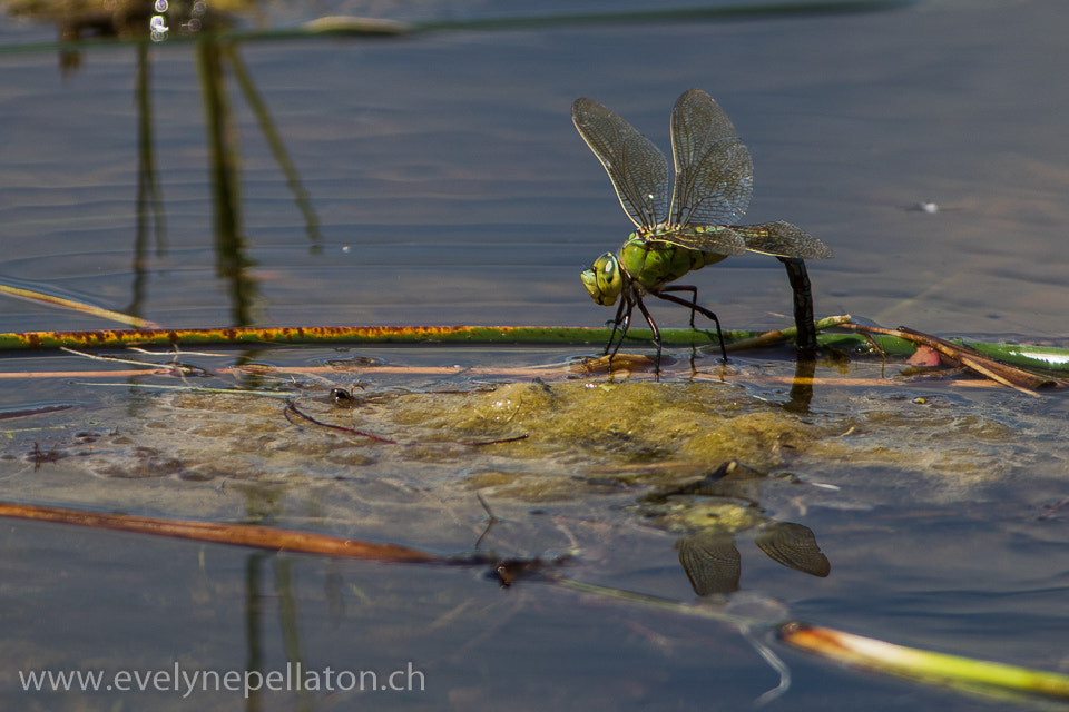 Canon EF 200-400mm F4L IS USM Extender 1.4x sample photo. Anax empereur femelle pondant photography