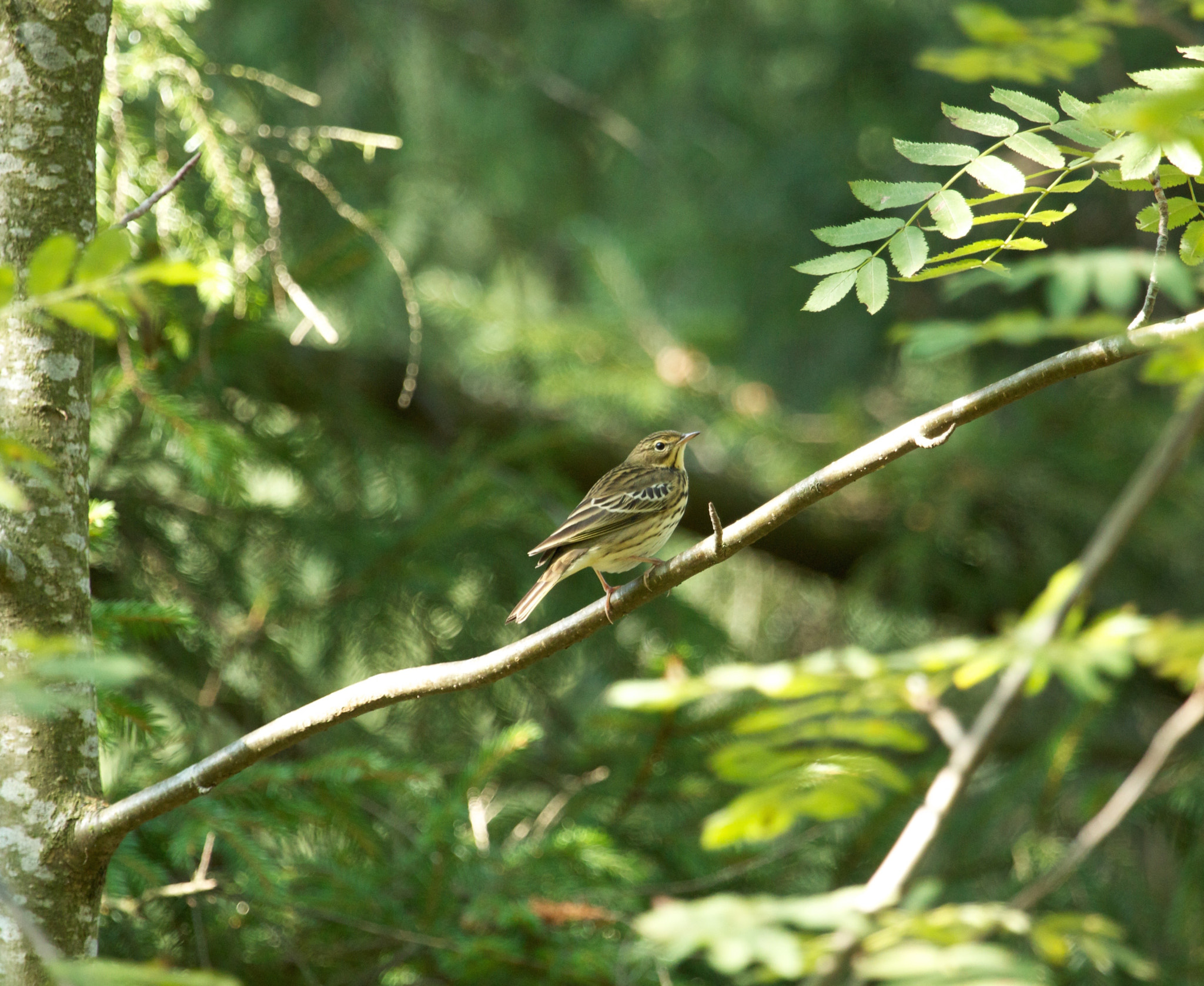 Canon EF 100-400mm F4.5-5.6L IS USM sample photo. The tree pipit photography