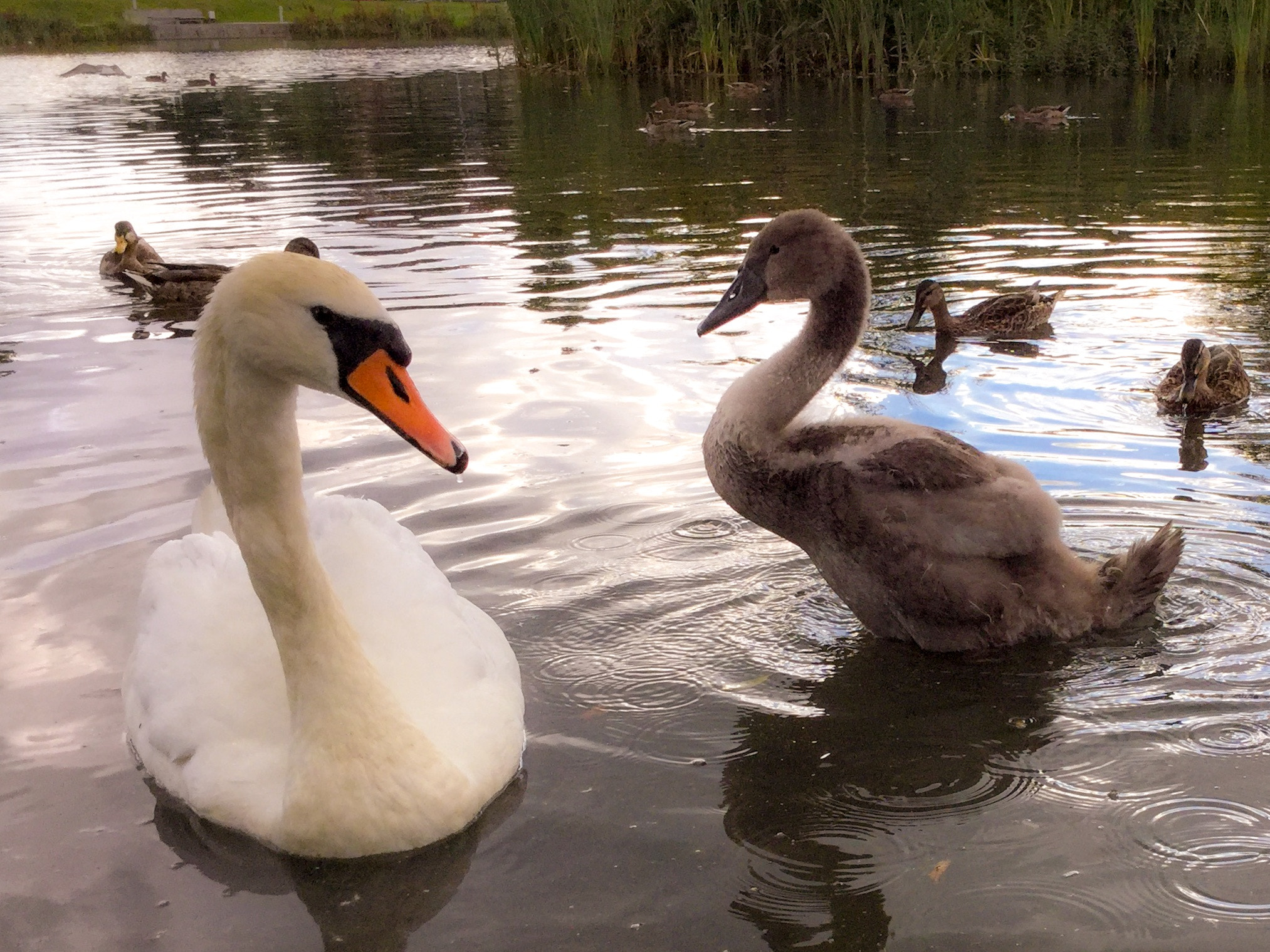 iPad Air 2 back camera 3.3mm f/2.4 sample photo. 'im big now mama!' photography