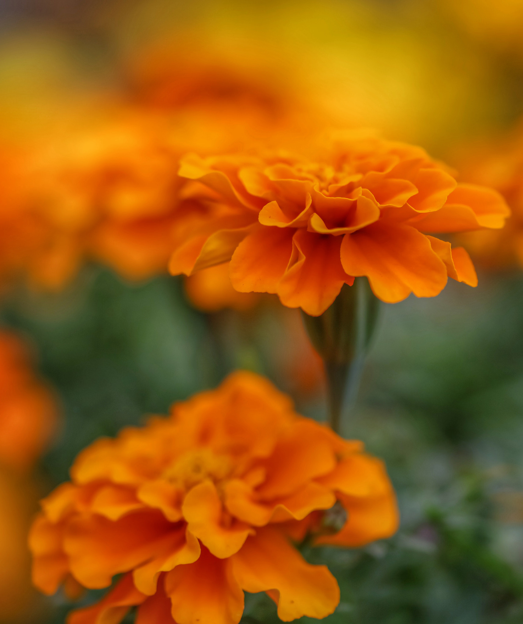 Canon EOS 5DS R sample photo