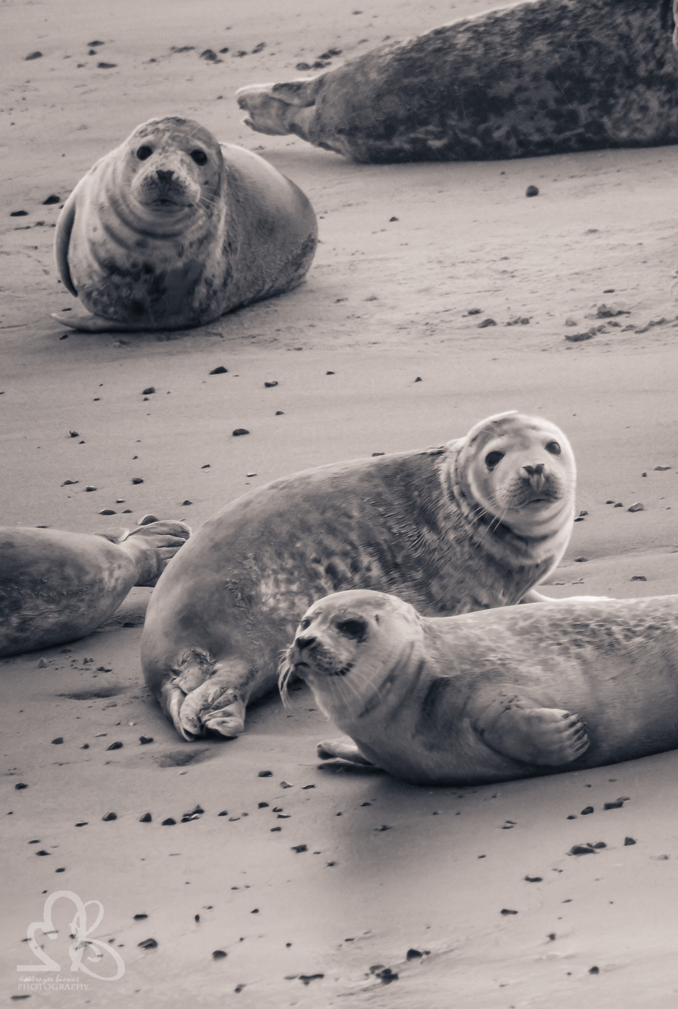 Canon EOS 60D + Tamron AF 70-300mm F4-5.6 Di LD Macro sample photo. Seals of blakeney photography
