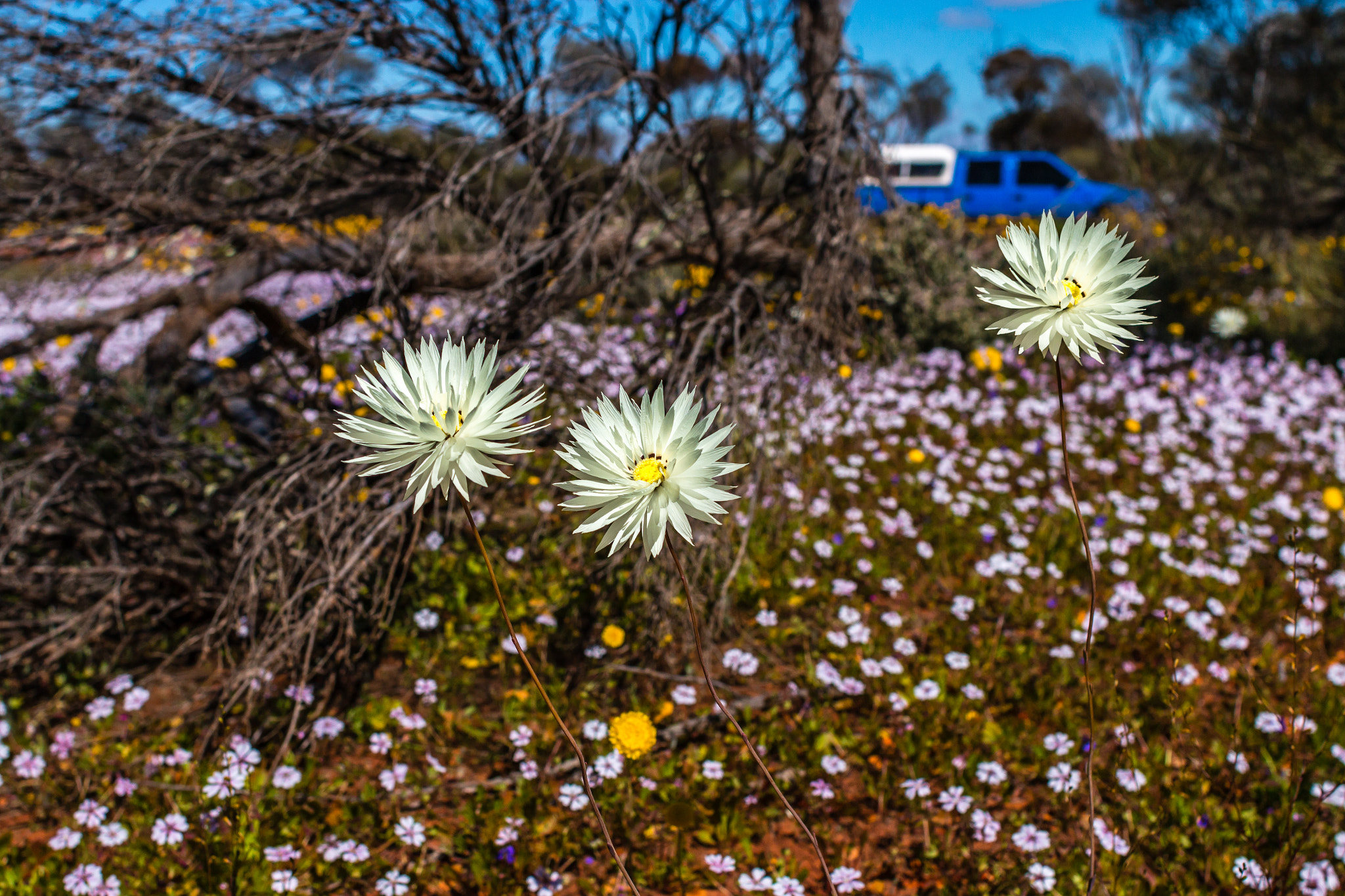 Canon EOS 70D + Canon EF 28mm F1.8 USM sample photo. Blooming photography