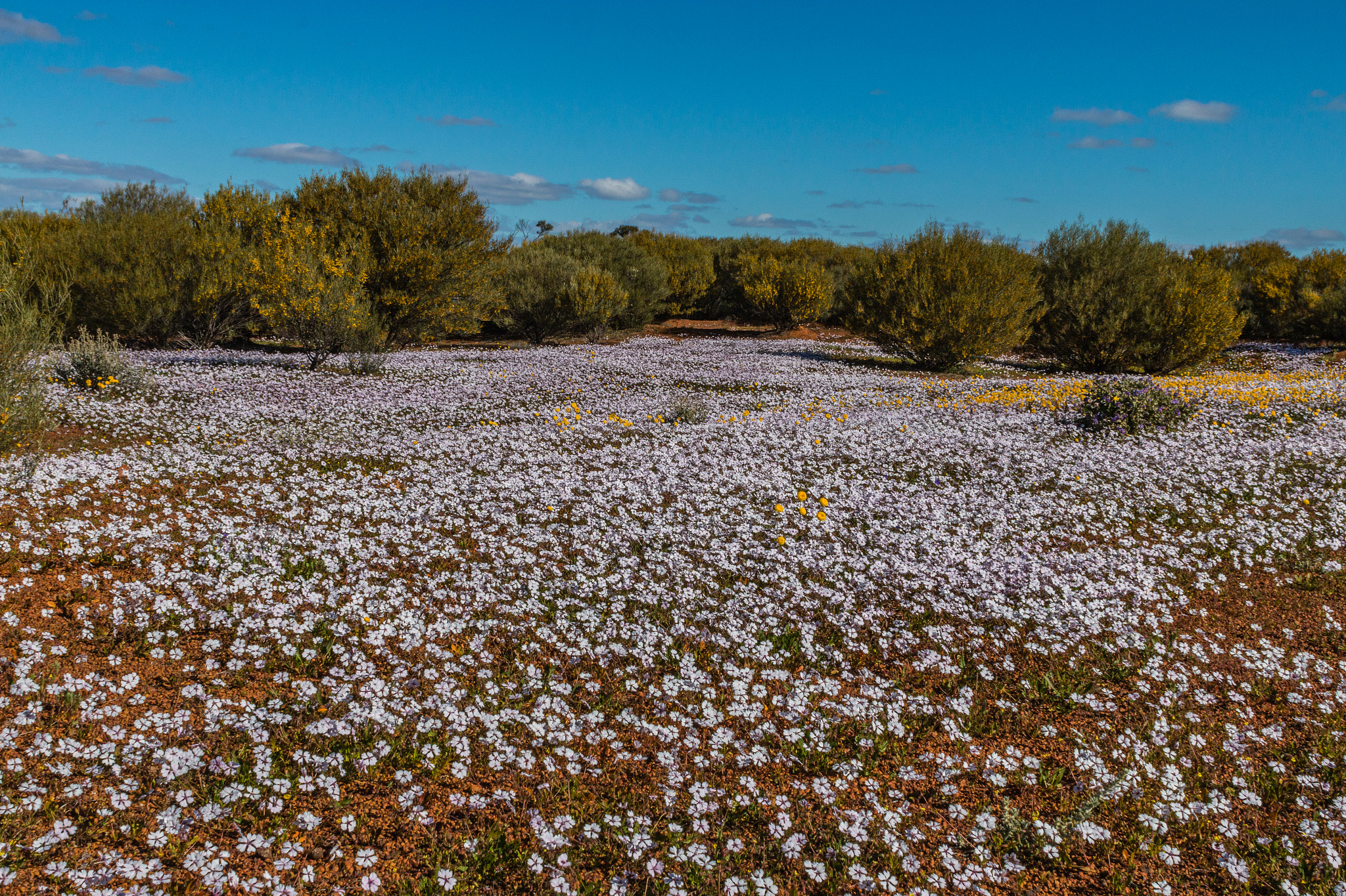 Canon EOS 70D + Canon EF 28mm F1.8 USM sample photo. Wildflowers wa season 2016 photography