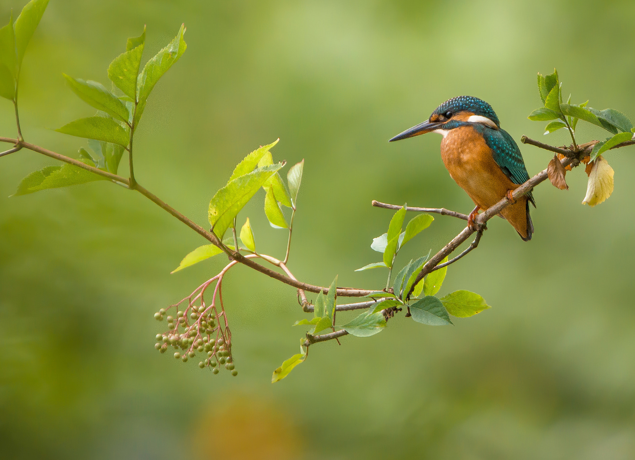 Sigma 150-600mm F5-6.3 DG OS HSM | C sample photo. Kingfisher photography