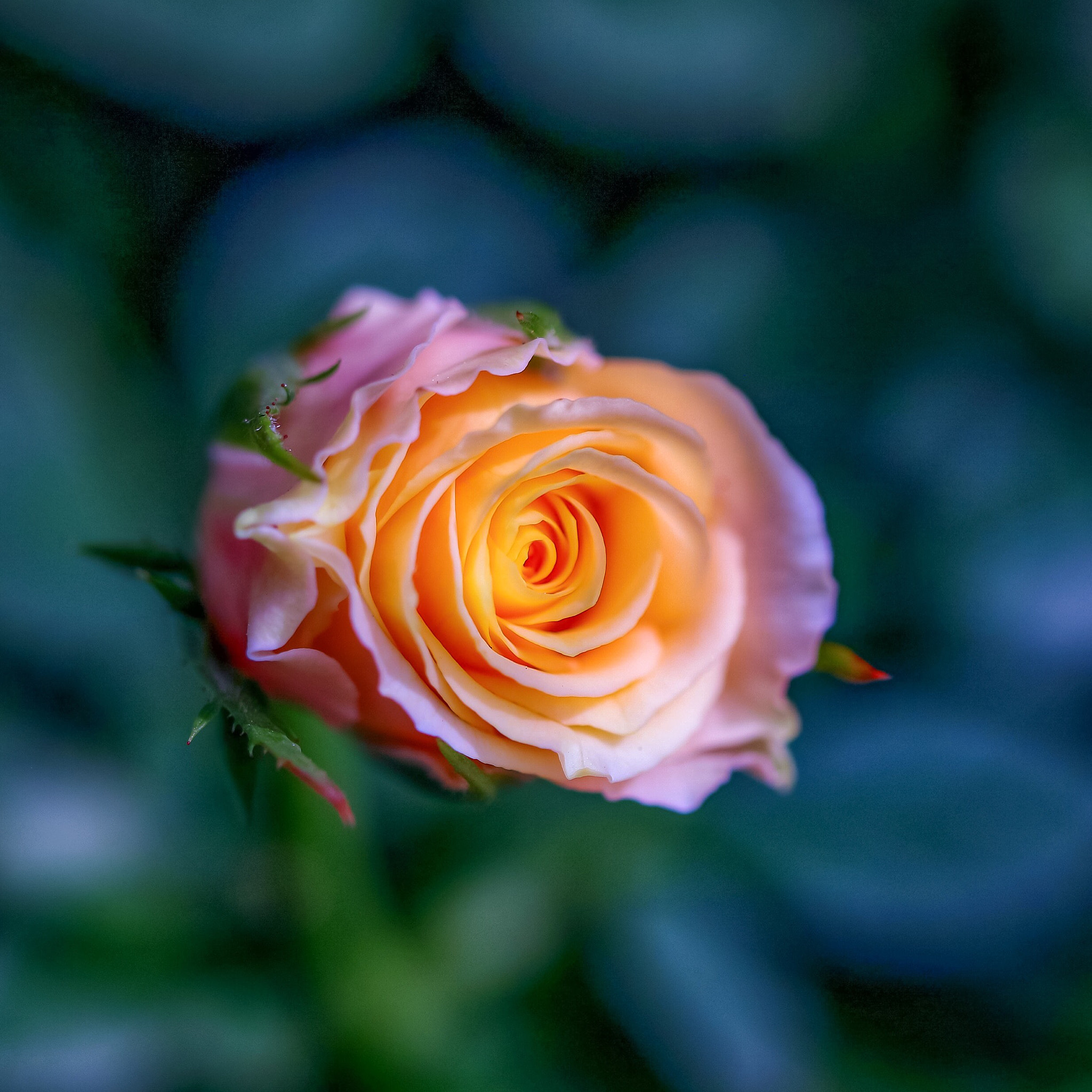 Canon EOS 5DS R sample photo