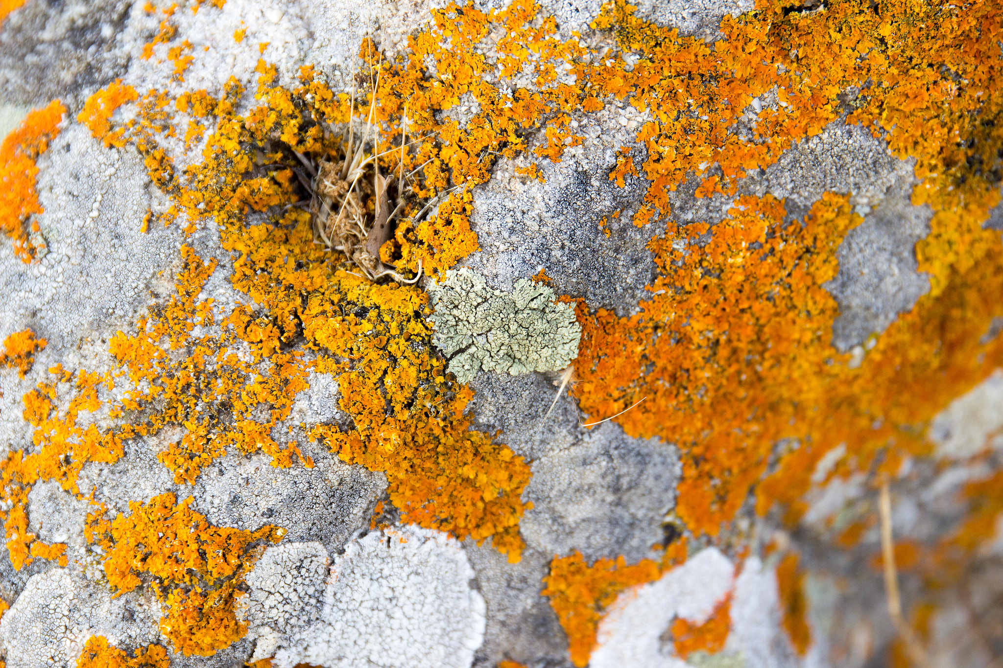 Sigma 24-105mm f/4 DG OS HSM | A sample photo. Moss photography