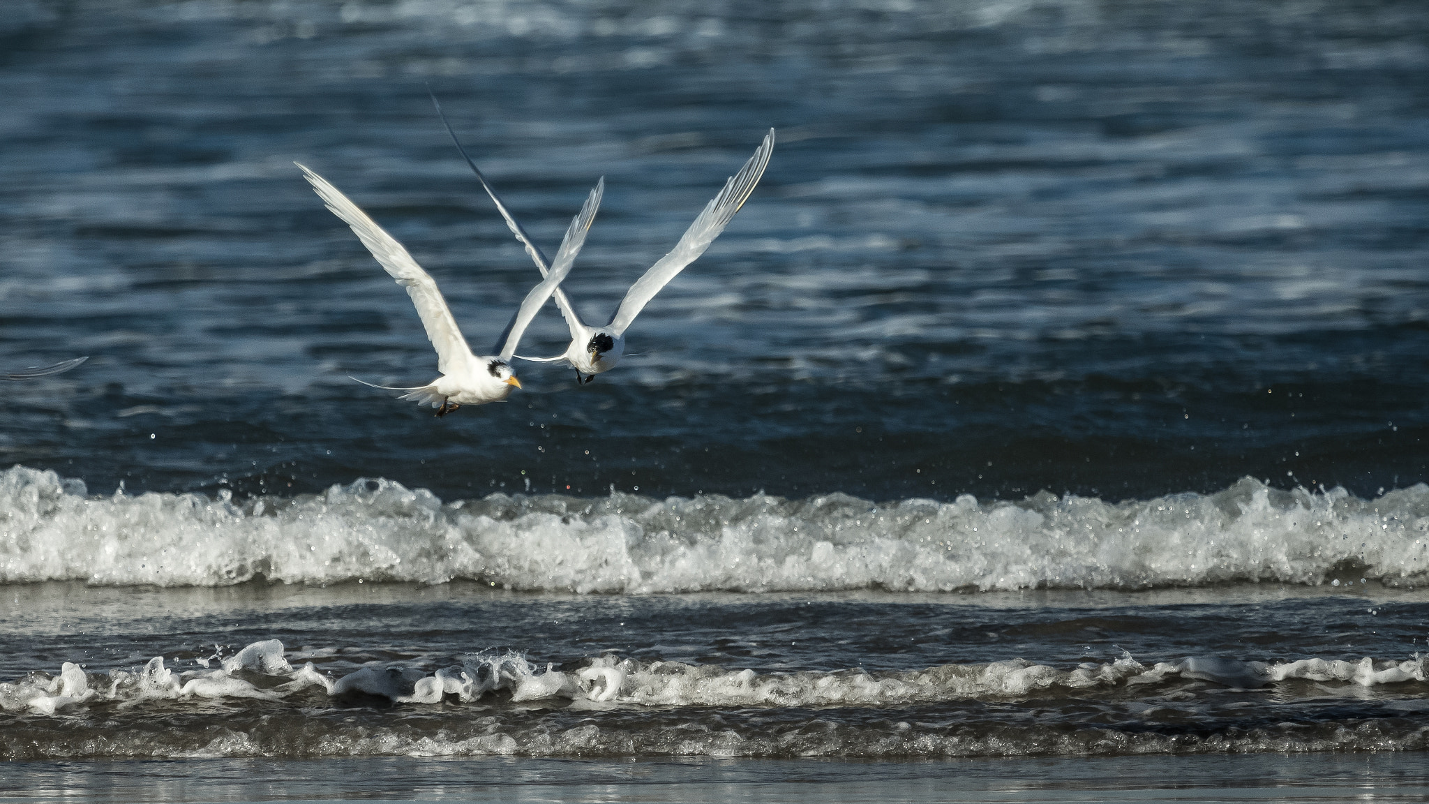 Canon EOS-1D X + Canon EF 100-400mm F4.5-5.6L IS USM sample photo. W...peace photography