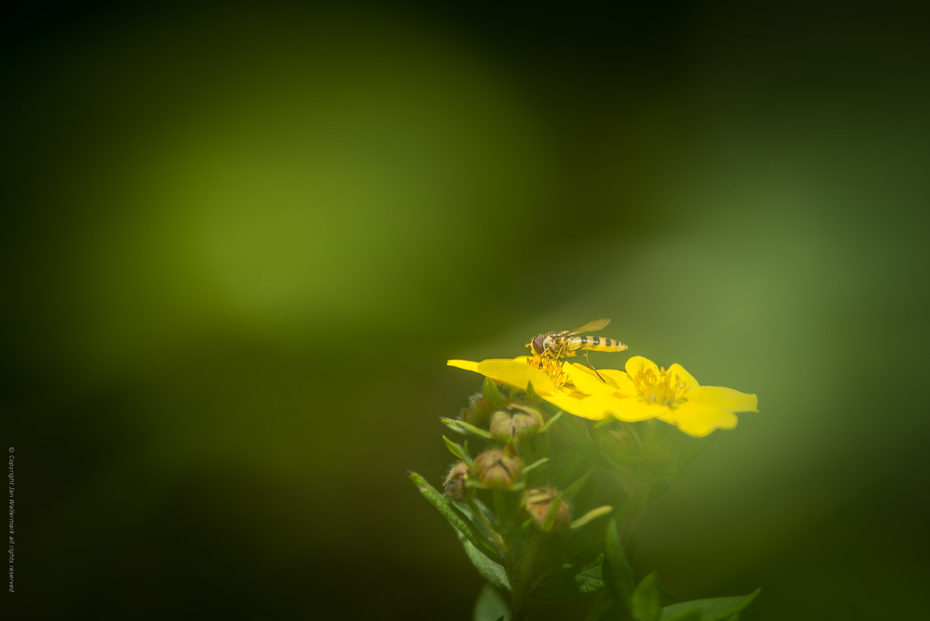 Nikon D800E sample photo. Exploring wildlife in the garden photography