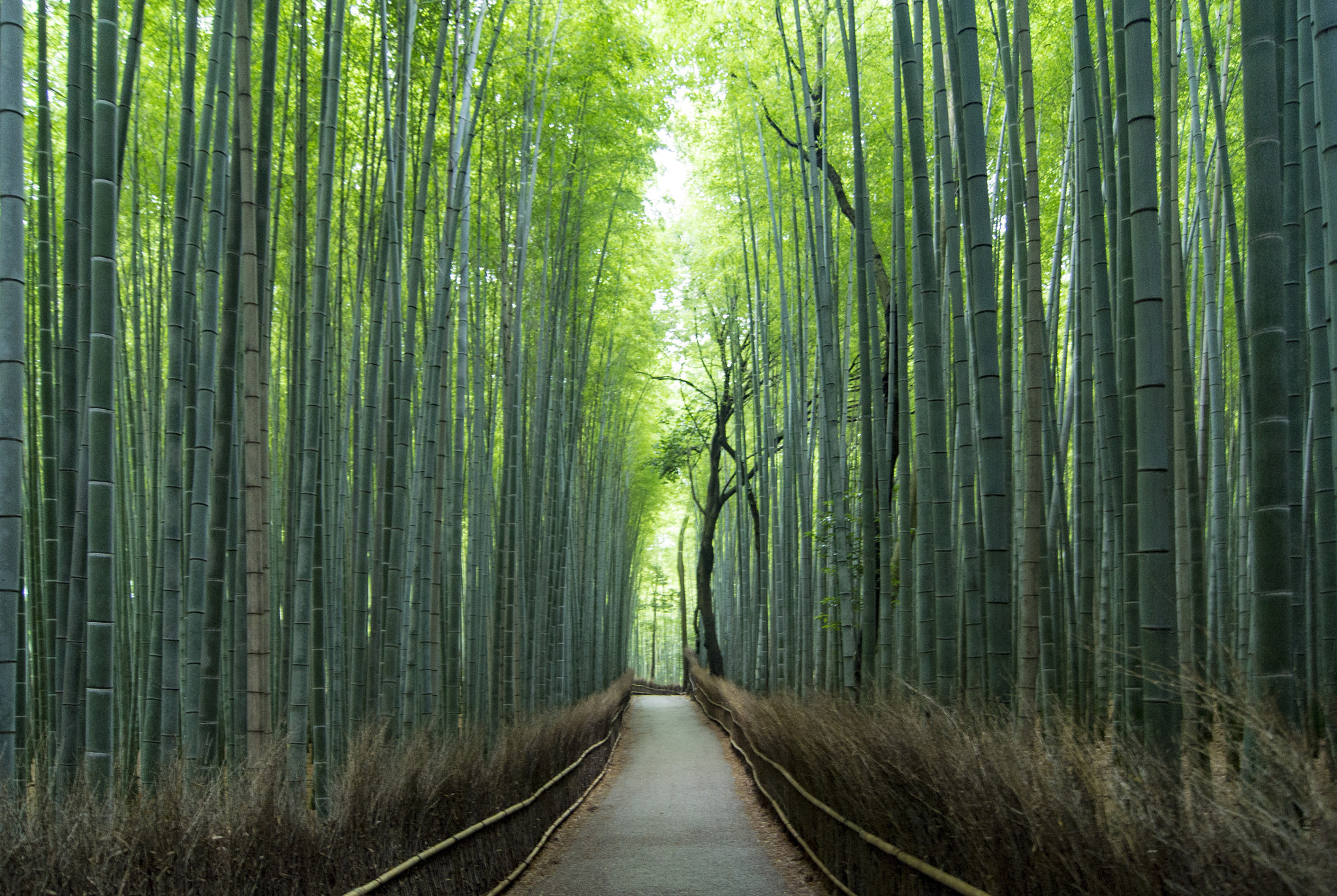 Sony SLT-A33 + Sony DT 18-55mm F3.5-5.6 SAM sample photo. Bamboo groove, arashiyama photography
