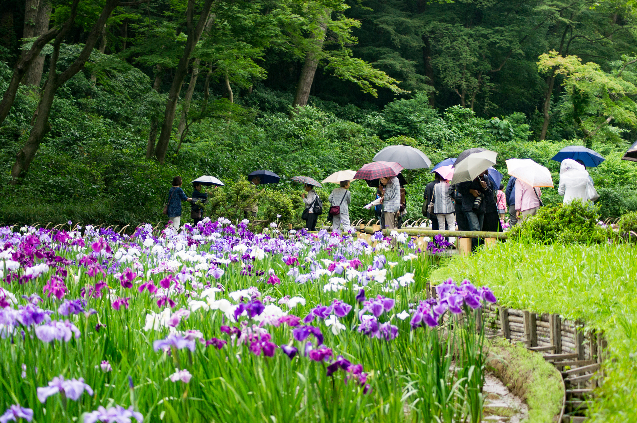 Sony DT 55-200mm F4-5.6 SAM sample photo. Iris viewing, meiji-jingu inner garden photography
