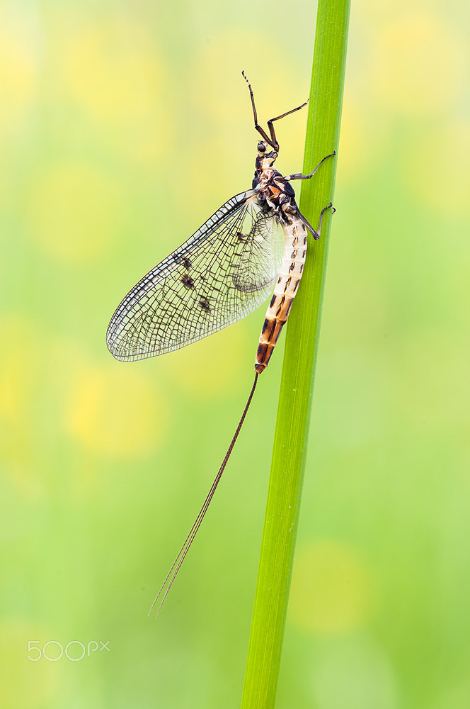 Nikon D300 + Sigma 150mm F2.8 EX DG Macro HSM sample photo. Mayfly photography