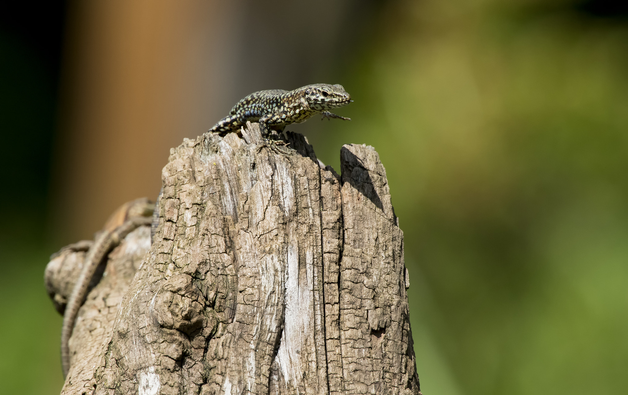 Canon EF 300mm F2.8L IS II USM sample photo. _66a5633.jpg photography