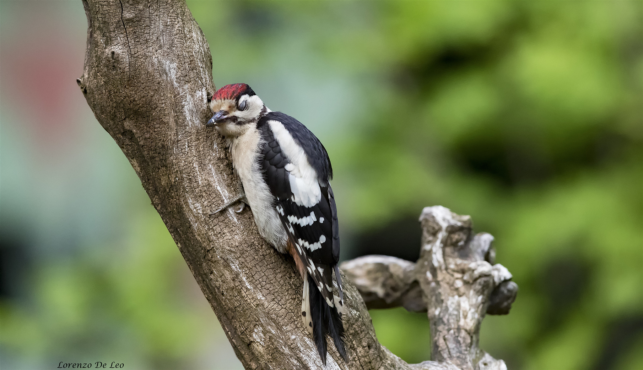 Canon EF 300mm F2.8L IS II USM sample photo. _66a2612.jpg photography