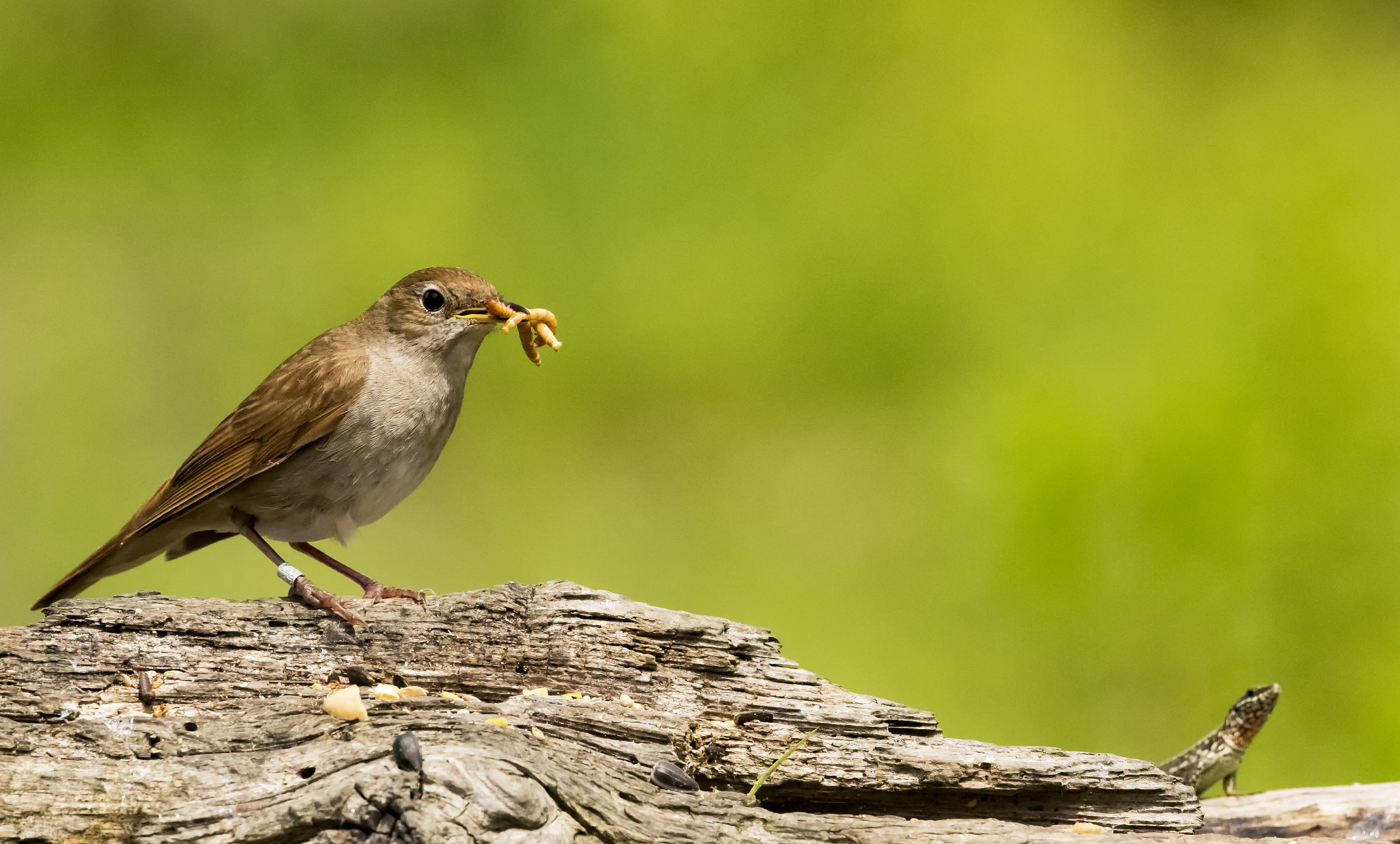 Canon EOS 7D Mark II + Canon EF 300mm F2.8L IS II USM sample photo. _66a2065.jpg photography