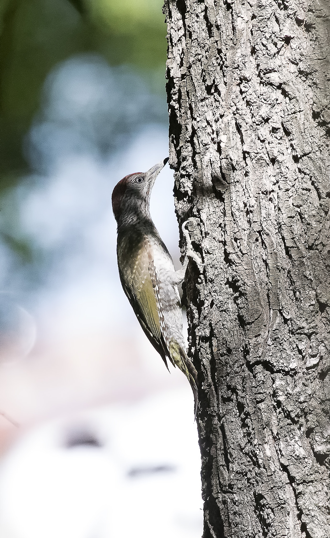 Canon EOS-1D X Mark II + Canon EF 300mm F2.8L IS II USM sample photo. _g1i0334.jpg photography