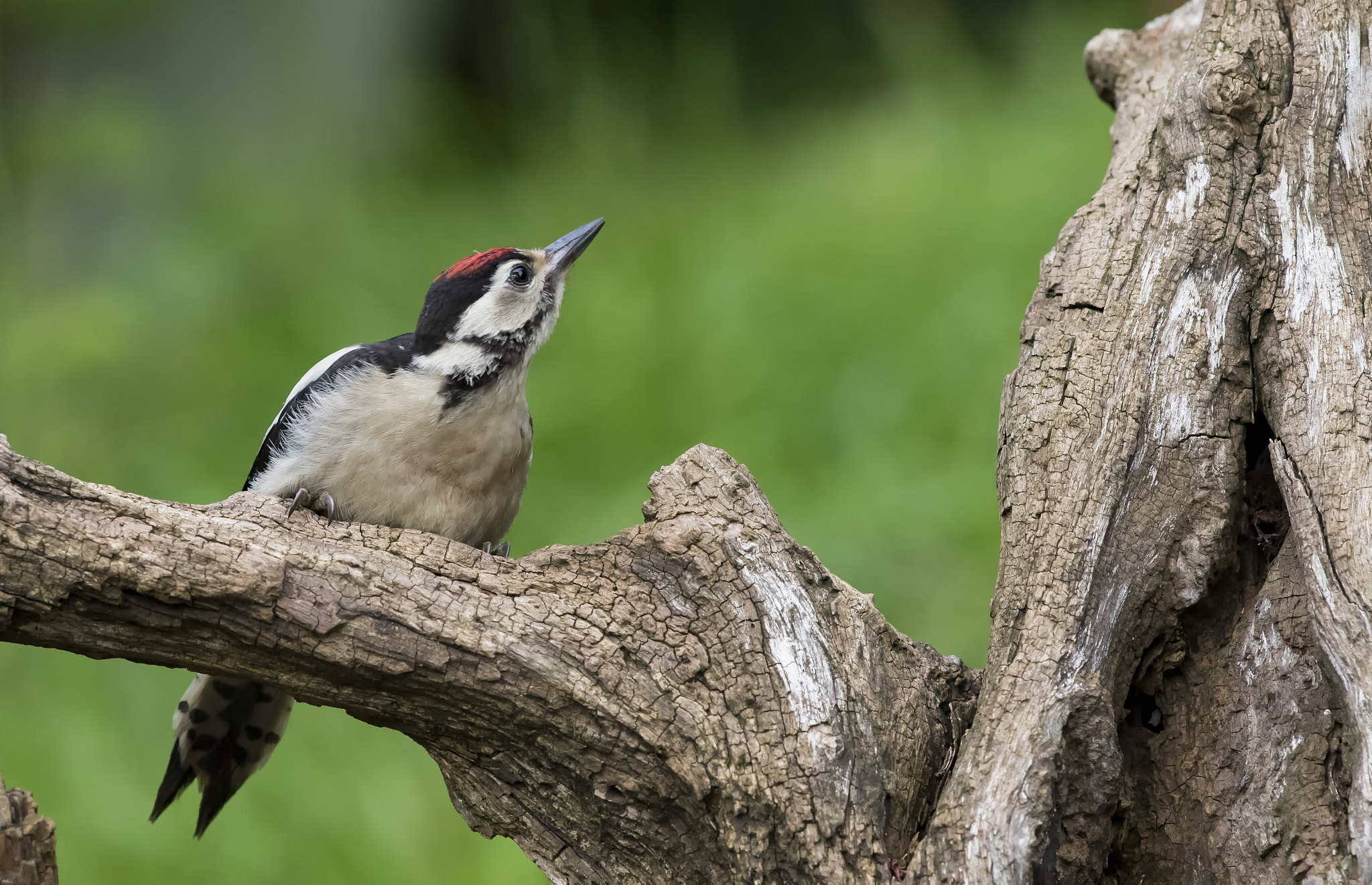 Canon EOS 7D Mark II + Canon EF 300mm F2.8L IS II USM sample photo. _66a2671.jpg photography