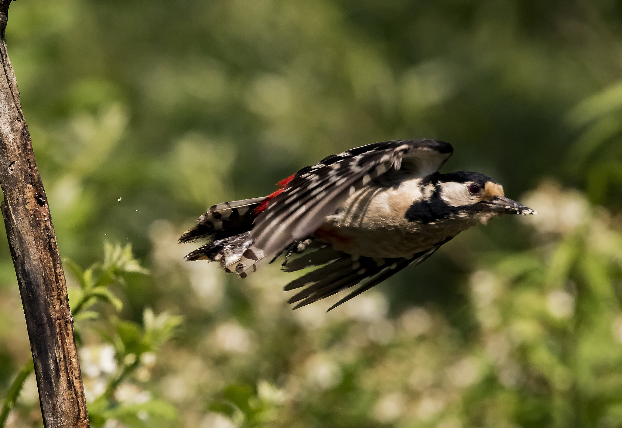 Canon EF 300mm F2.8L IS II USM sample photo. _66a1935.jpg photography