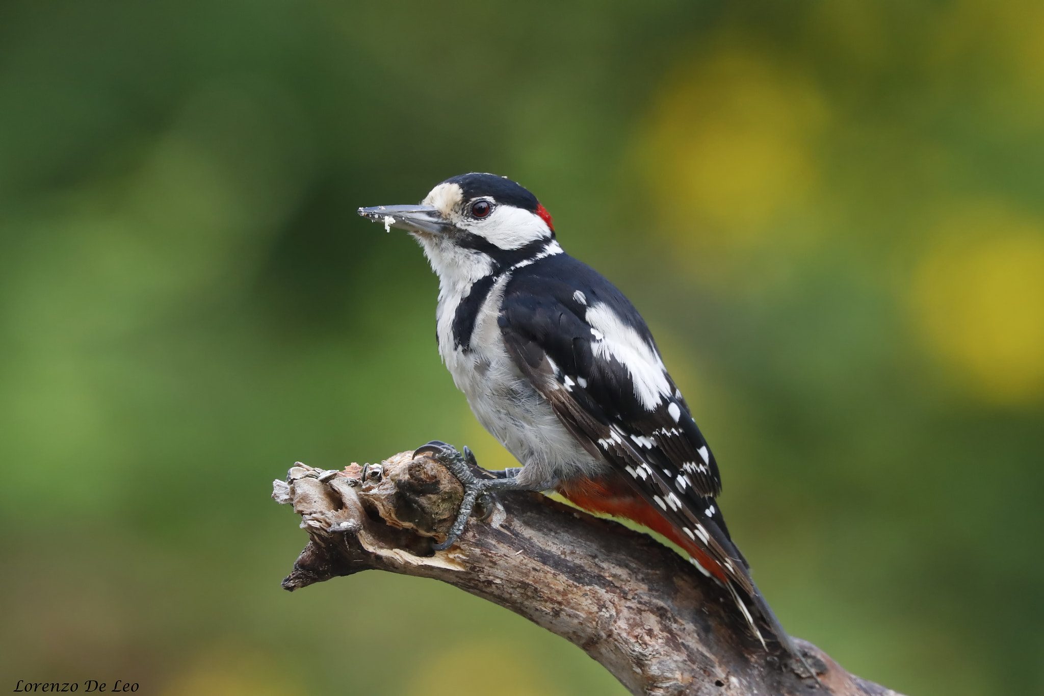 Canon EOS-1D X Mark II + Canon EF 300mm F2.8L IS II USM sample photo. _g1i4605.jpg photography