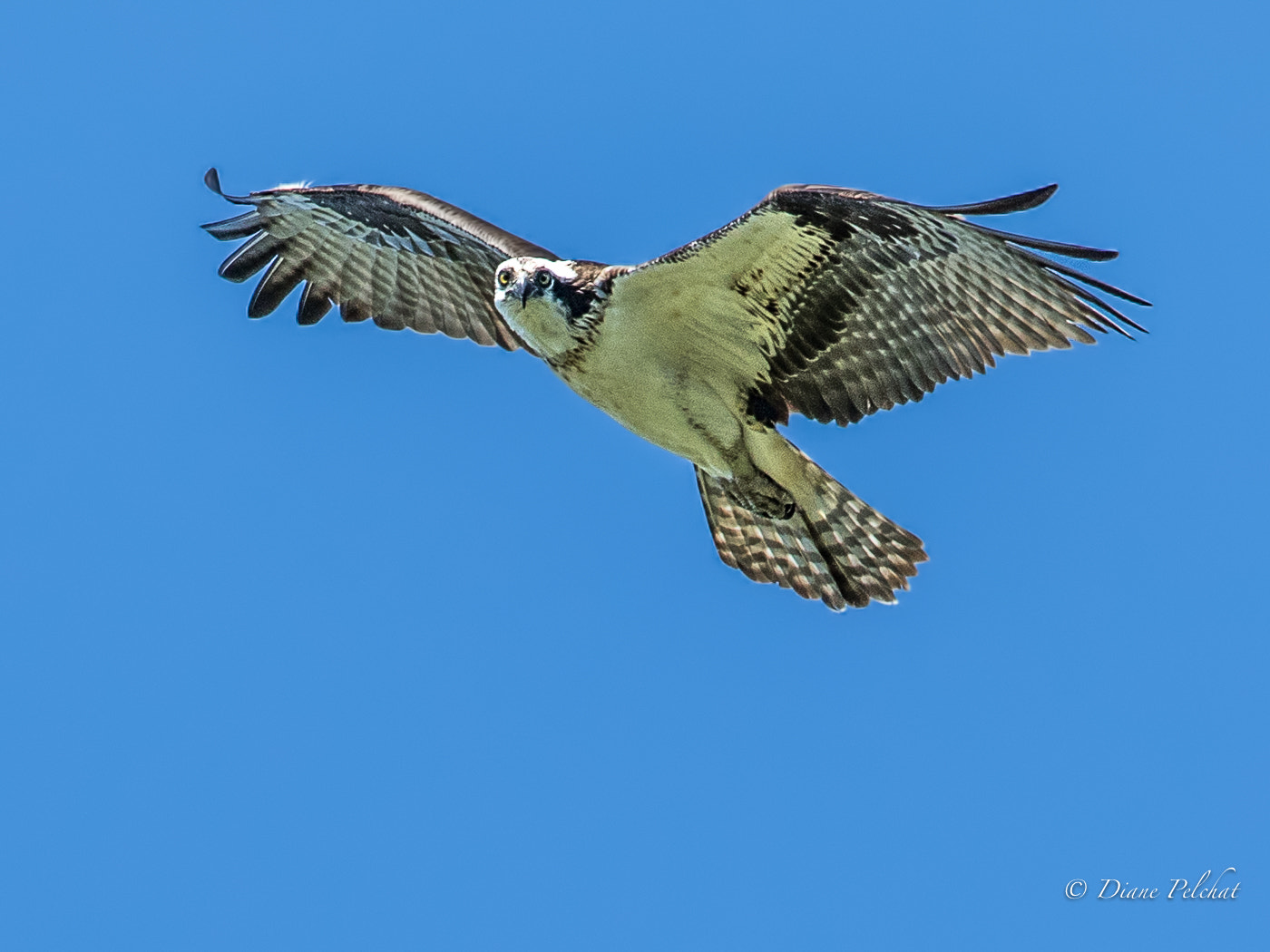 Canon EF 300mm F2.8L IS II USM sample photo. Osprey photography