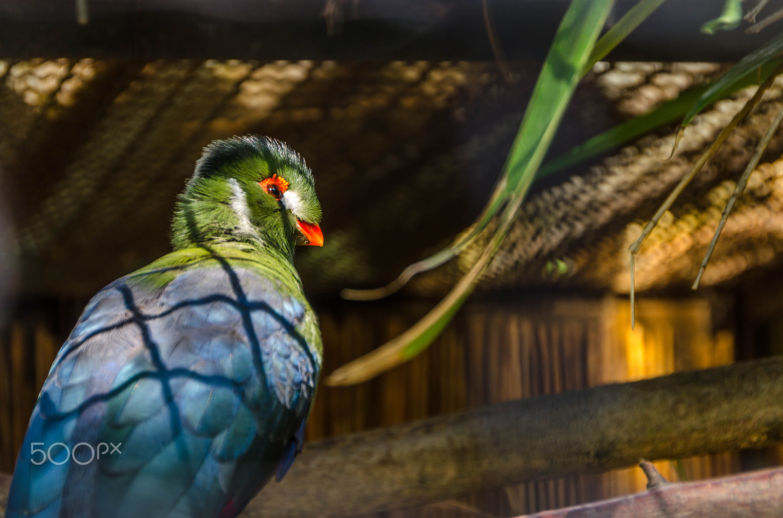 Sigma 18-250mm F3.5-6.3 DC OS HSM sample photo. Zoobird photography