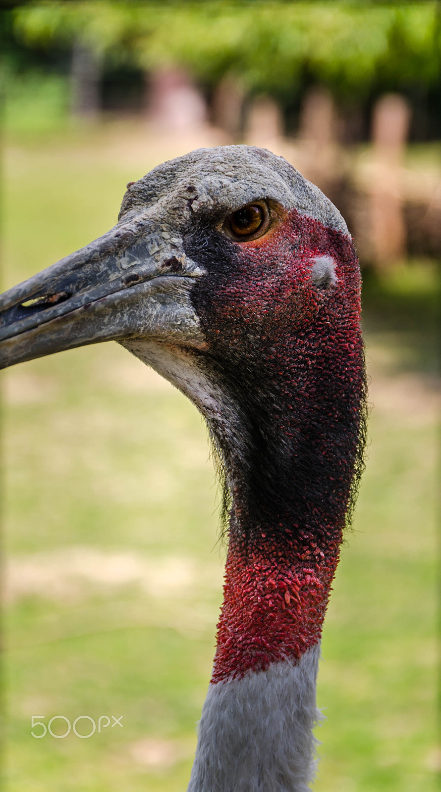 Sigma 18-250mm F3.5-6.3 DC OS HSM sample photo. Angrybird photography