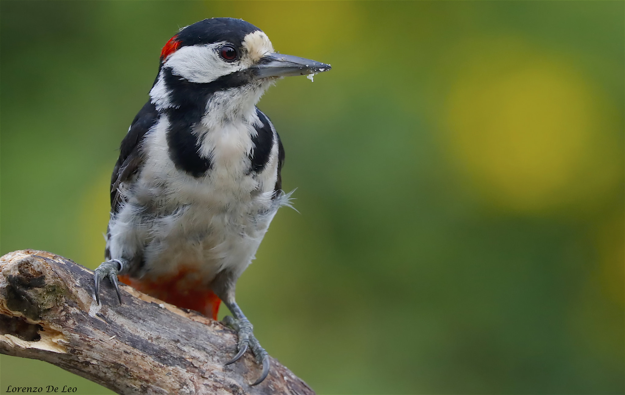 Canon EOS-1D X Mark II + Canon EF 300mm F2.8L IS II USM sample photo. _g1i4627.jpg photography