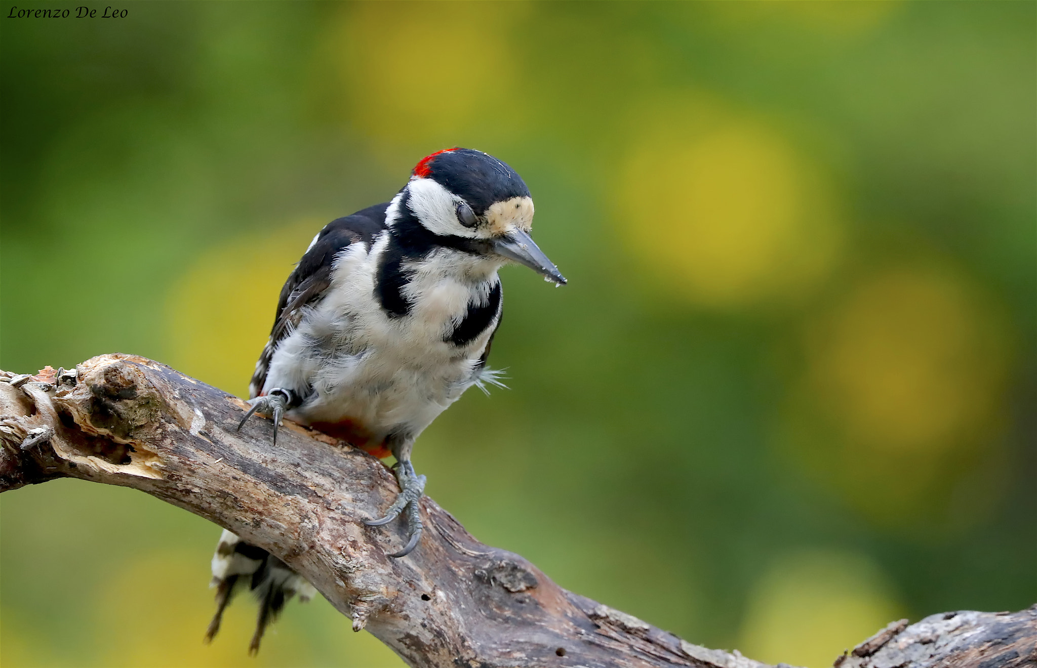 Canon EOS-1D X Mark II + Canon EF 300mm F2.8L IS II USM sample photo. _g1i4656.jpg photography