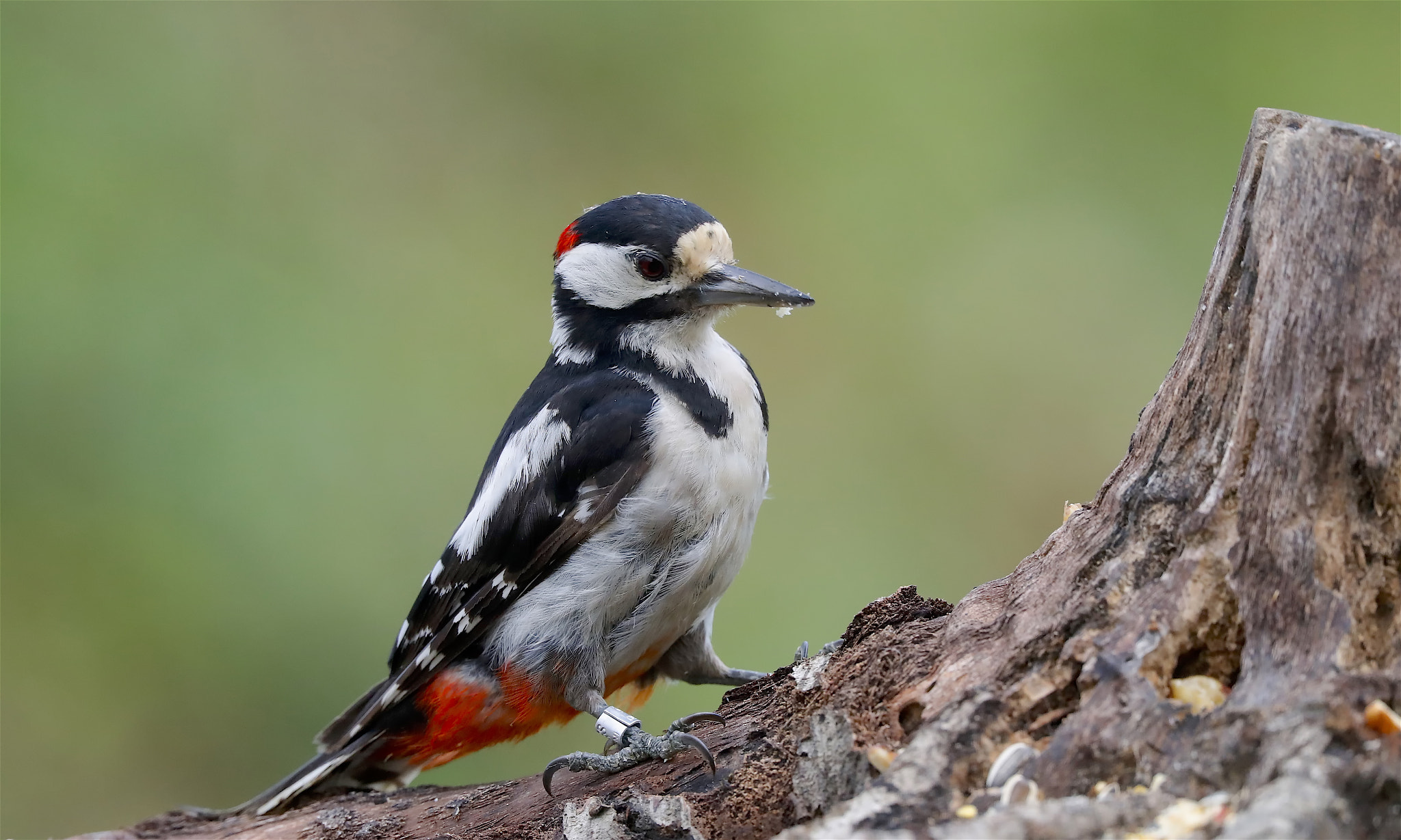 Canon EOS-1D X Mark II + Canon EF 300mm F2.8L IS II USM sample photo. _g1i4691.jpg photography