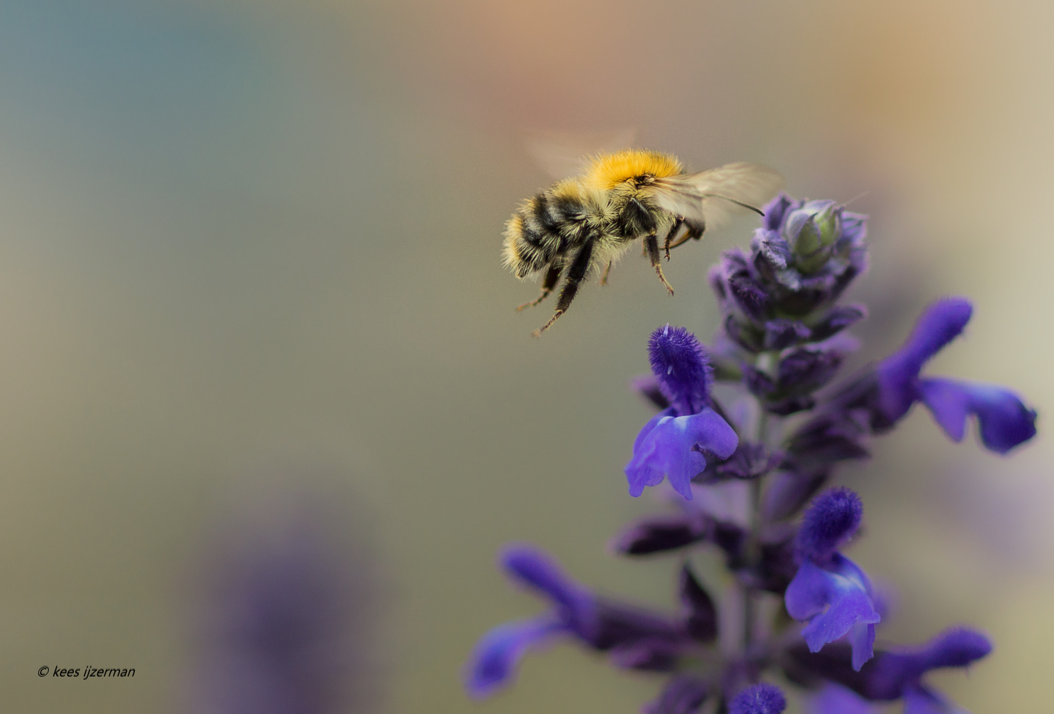 Sony SLT-A77 + Sony 100mm F2.8 Macro sample photo. No head ? ! photography