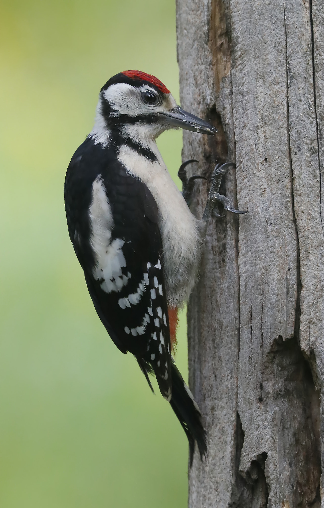 Canon EOS-1D X Mark II + Canon EF 300mm F2.8L IS II USM sample photo. _g1i6841.jpg photography