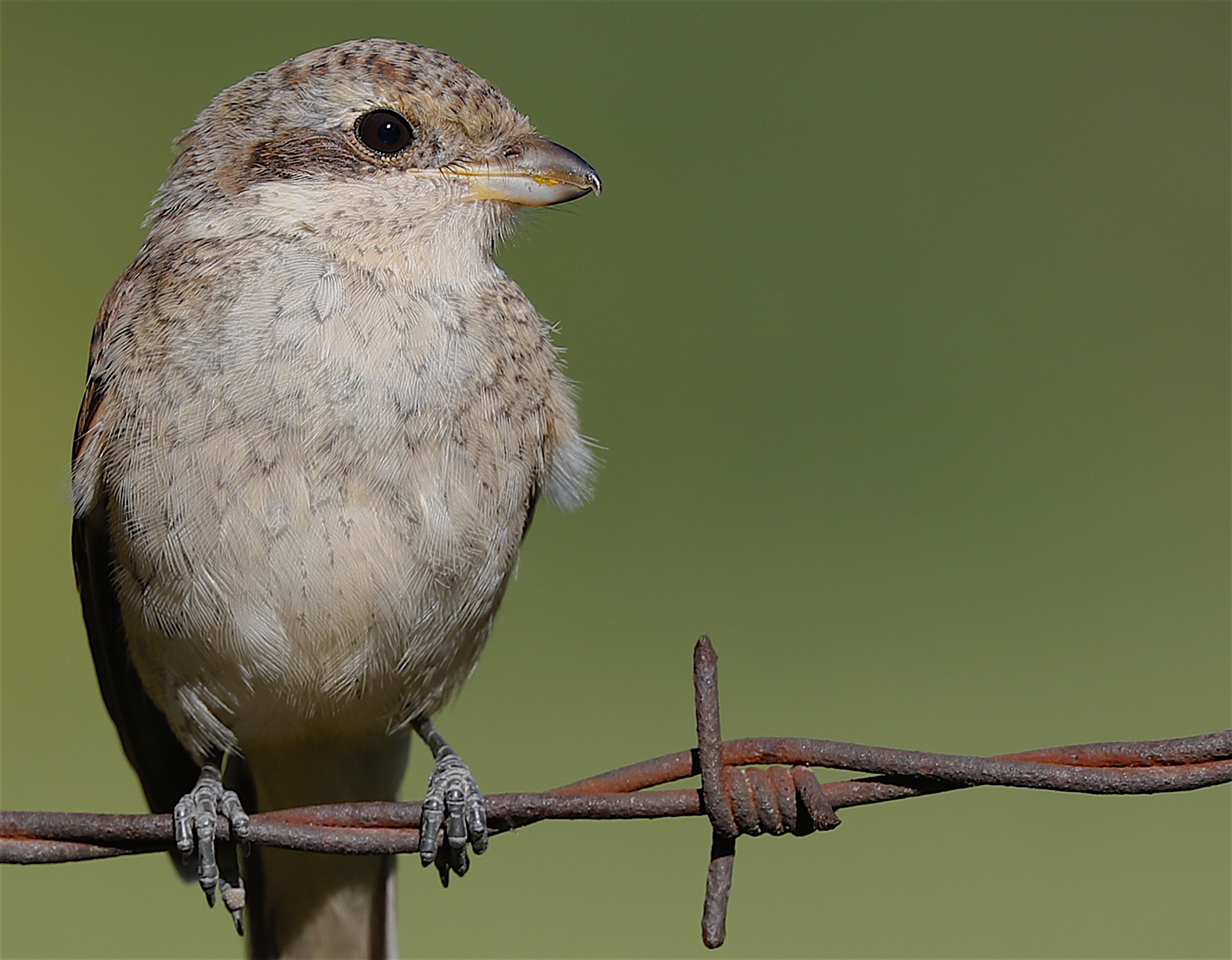 Canon EOS-1D X Mark II + Canon EF 300mm F2.8L IS II USM sample photo. _g1i6881.jpg photography