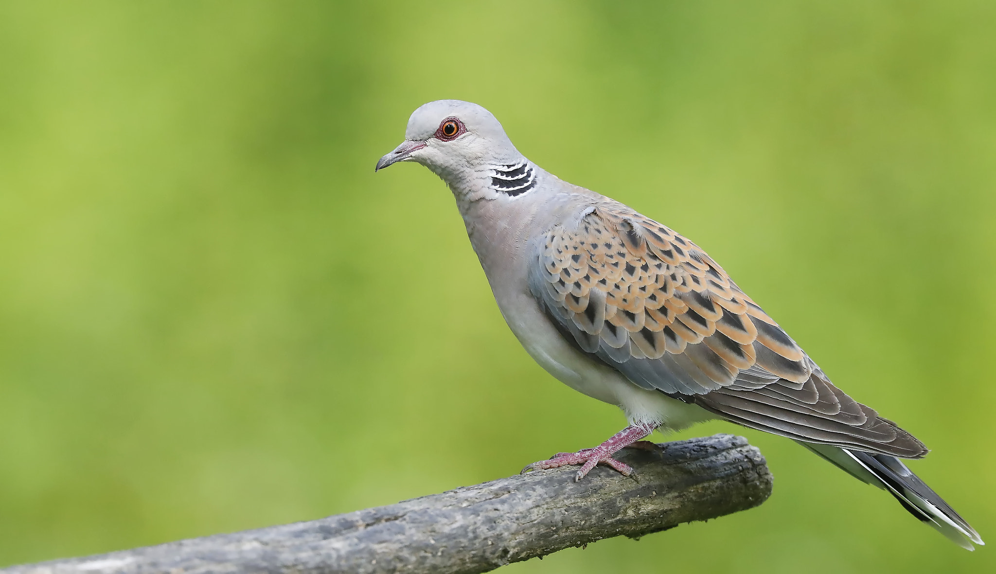 Canon EOS-1D X Mark II + Canon EF 300mm F2.8L IS II USM sample photo. _g1i6902.jpg photography