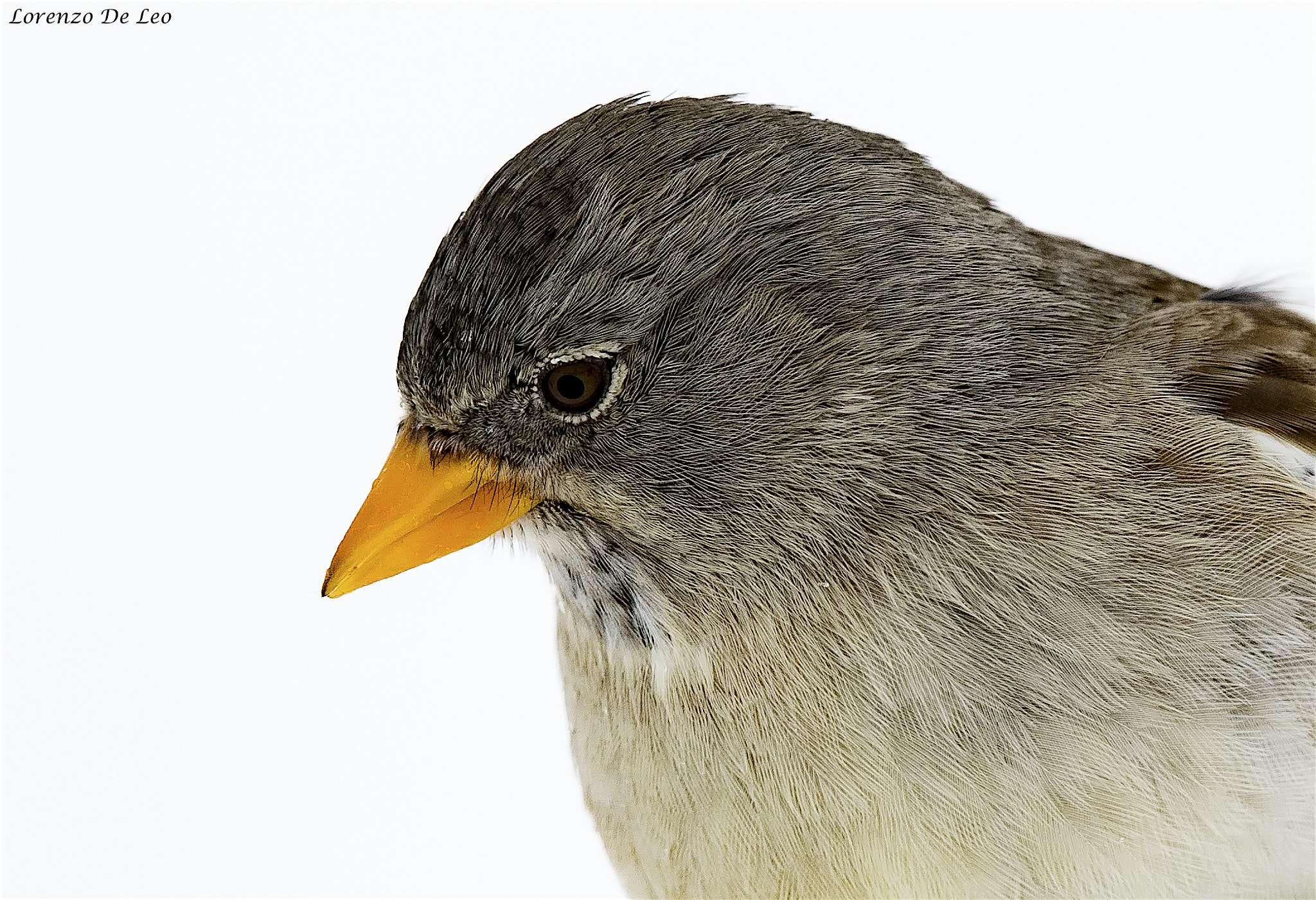 Canon EF 300mm F2.8L IS II USM sample photo. 566a7079.jpg photography