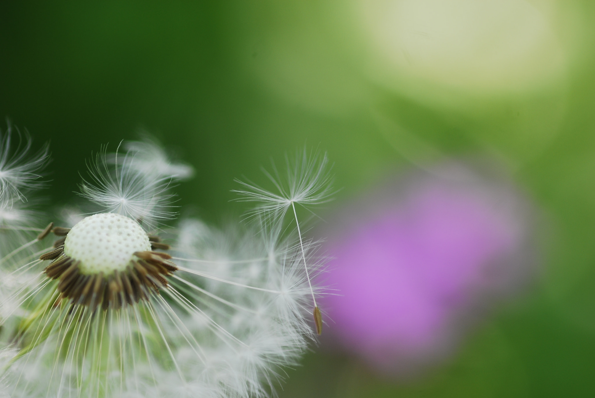 Nikon D200 + Sigma 105mm F2.8 EX DG Macro sample photo. The farewell photography
