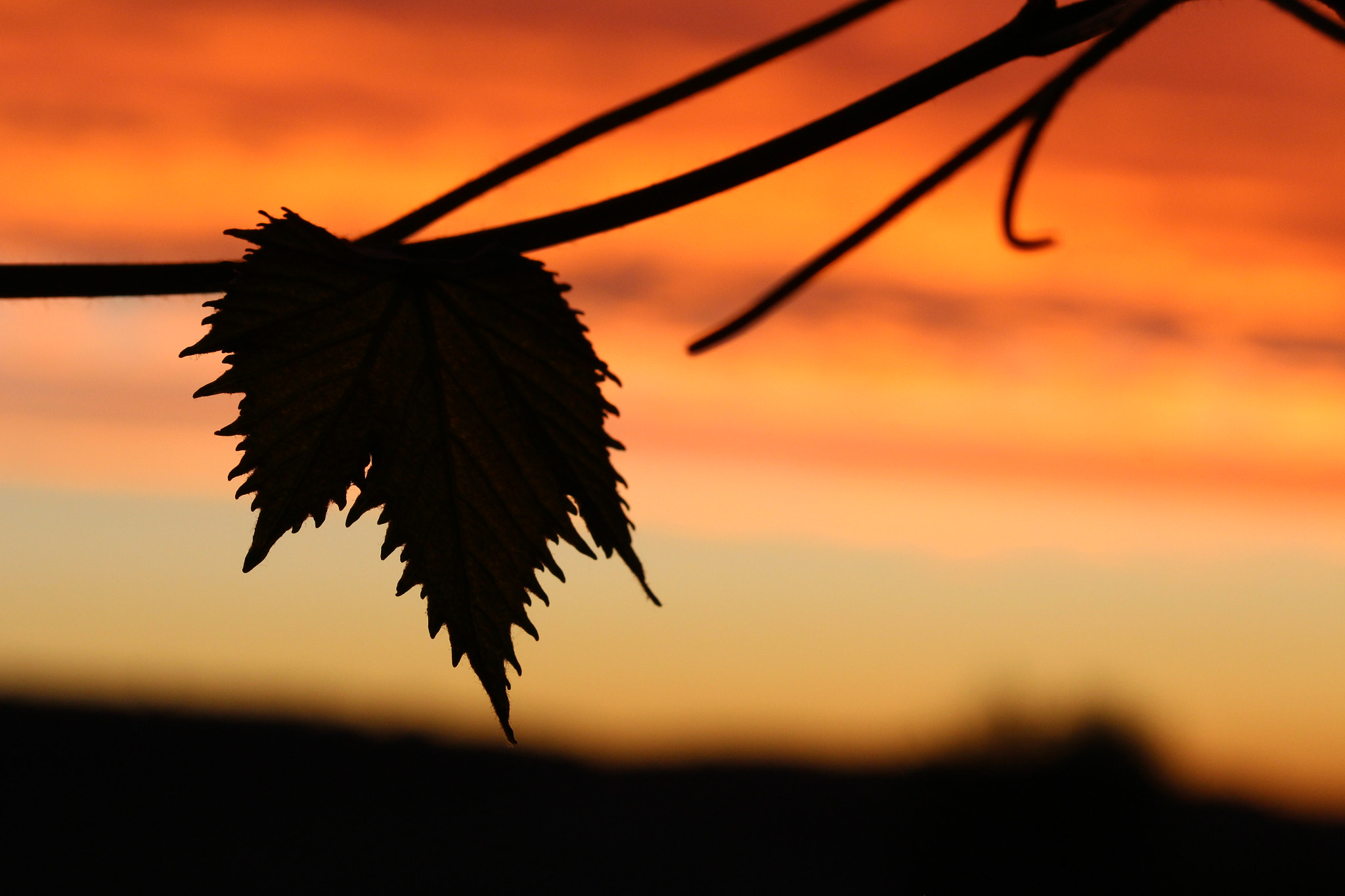 Canon EF-S 60mm F2.8 Macro USM sample photo. Good morning  photography