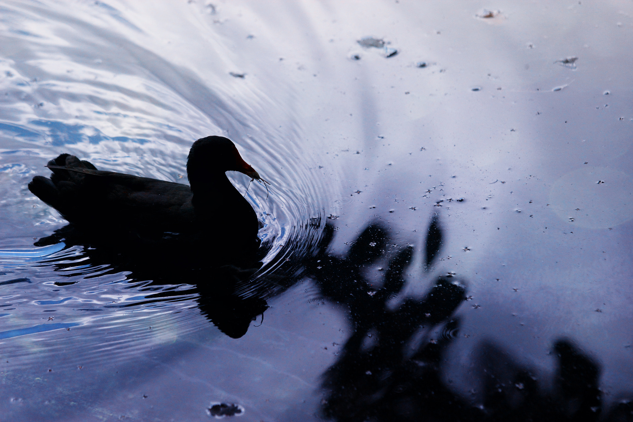Canon EOS 600D (Rebel EOS T3i / EOS Kiss X5) + Canon EF 70-200mm F4L IS USM sample photo. Soothing bird photography