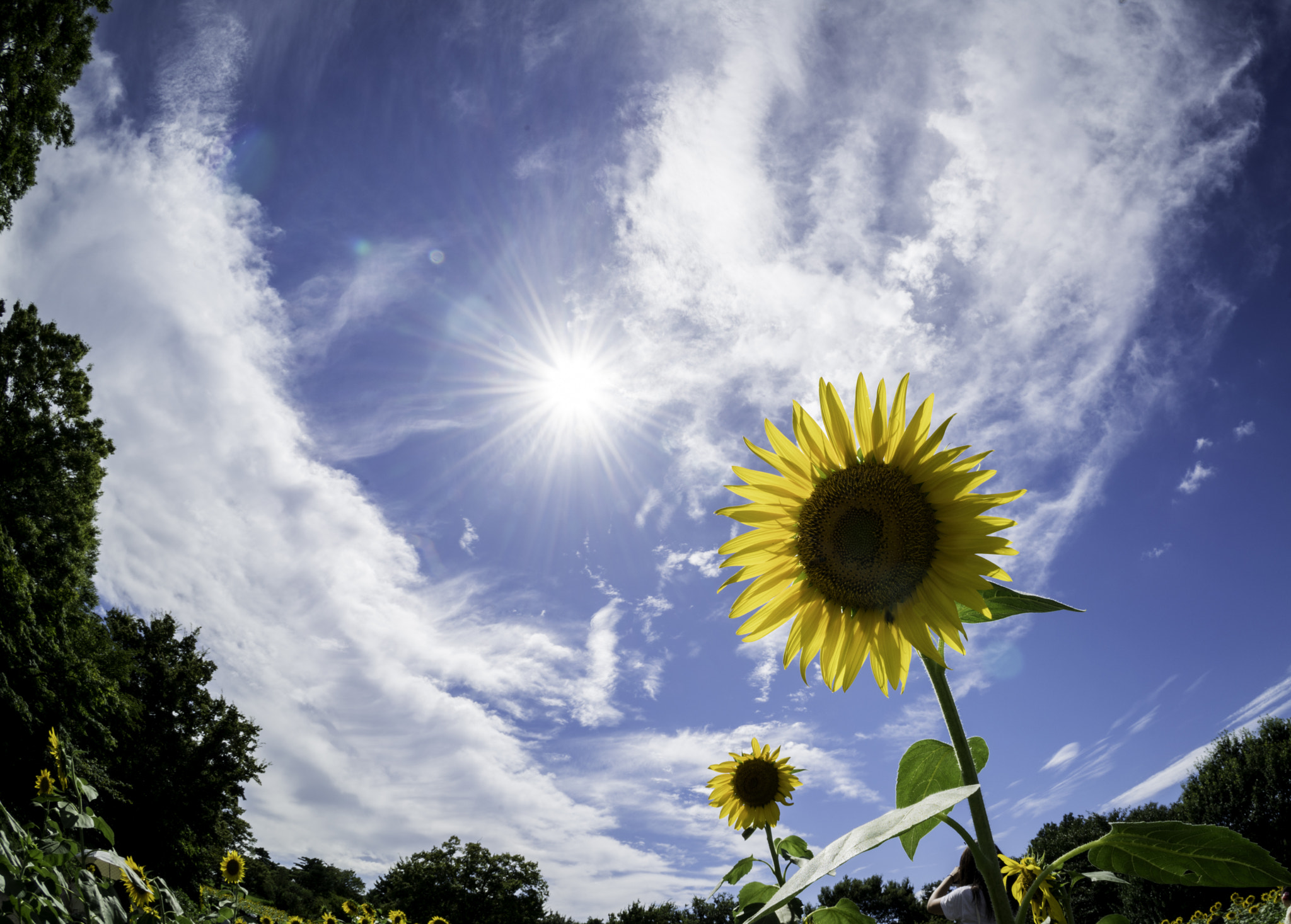 Sony FE 28mm F2 sample photo